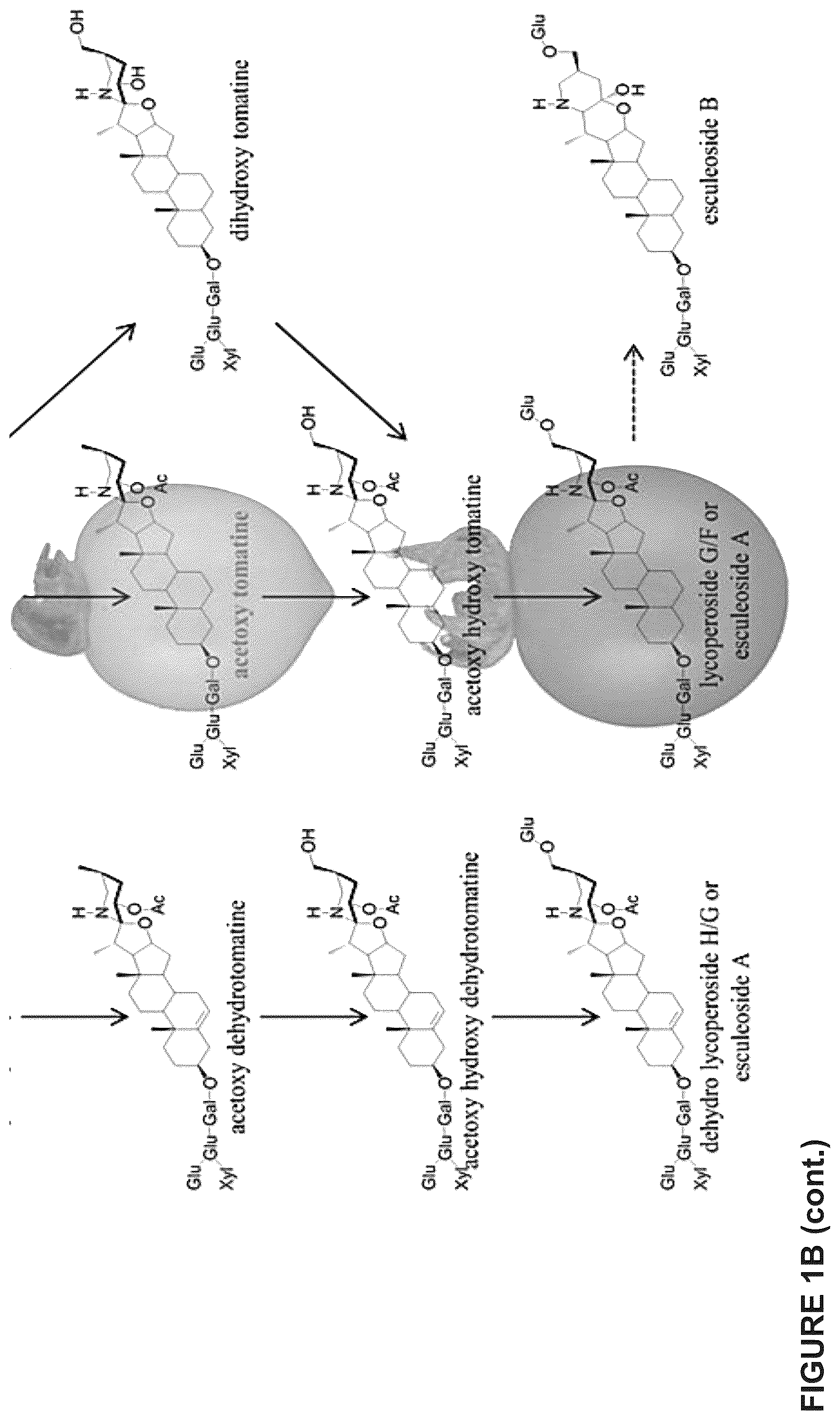 Patent US12129475 Figure 3 – Glycoalkaloid metabolism enyzymes (GAMES) and uses thereof