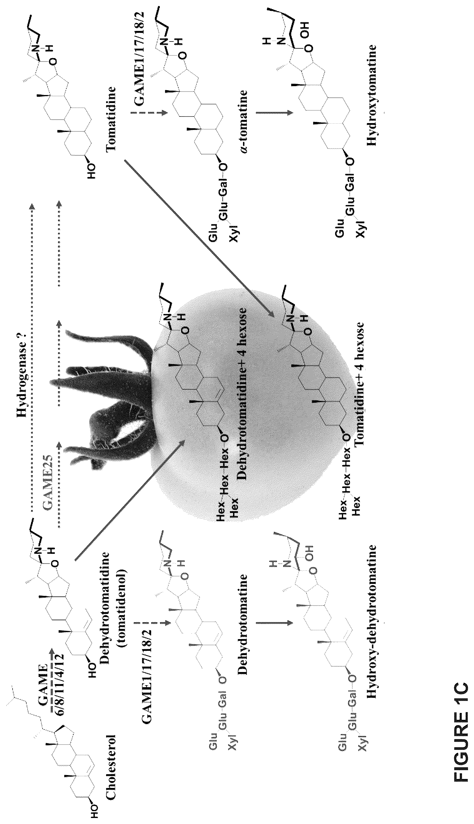 Patent US12129475 Figure 4 – Glycoalkaloid metabolism enyzymes (GAMES) and uses thereof