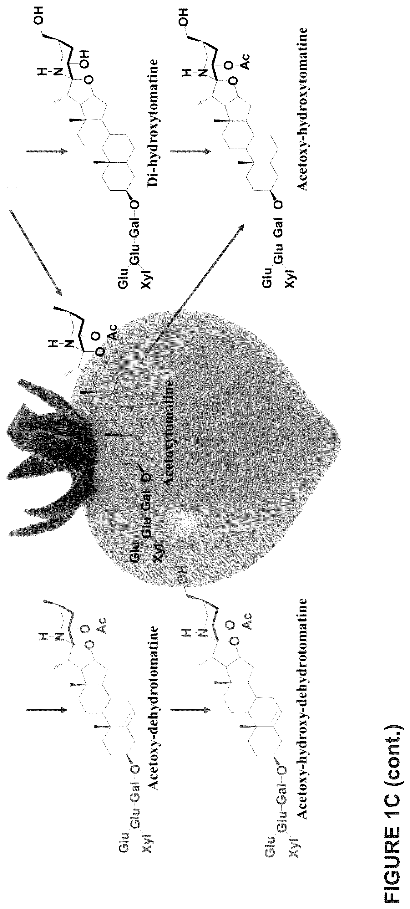 Patent US12129475 Figure 5 – Glycoalkaloid metabolism enyzymes (GAMES) and uses thereof