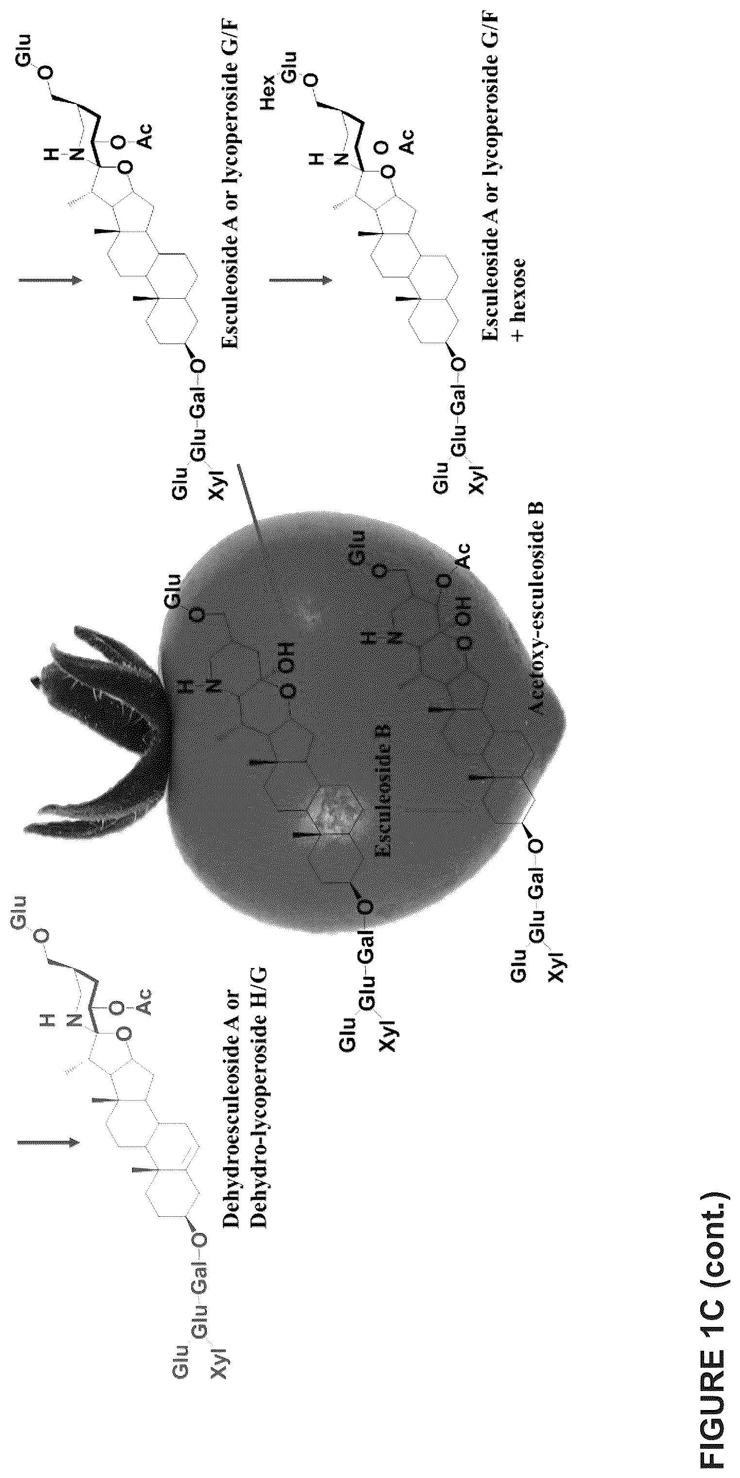 Patent US12129475 Figure 6 – Glycoalkaloid metabolism enyzymes (GAMES) and uses thereof