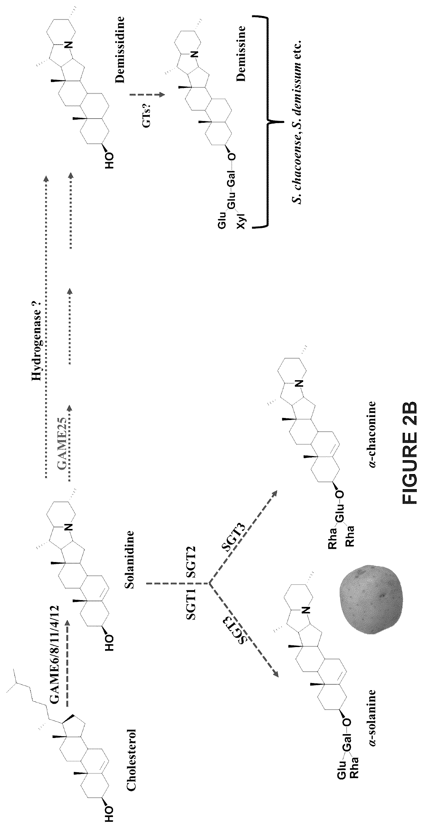 Patent US12129475 Figure 8 – Glycoalkaloid metabolism enyzymes (GAMES) and uses thereof