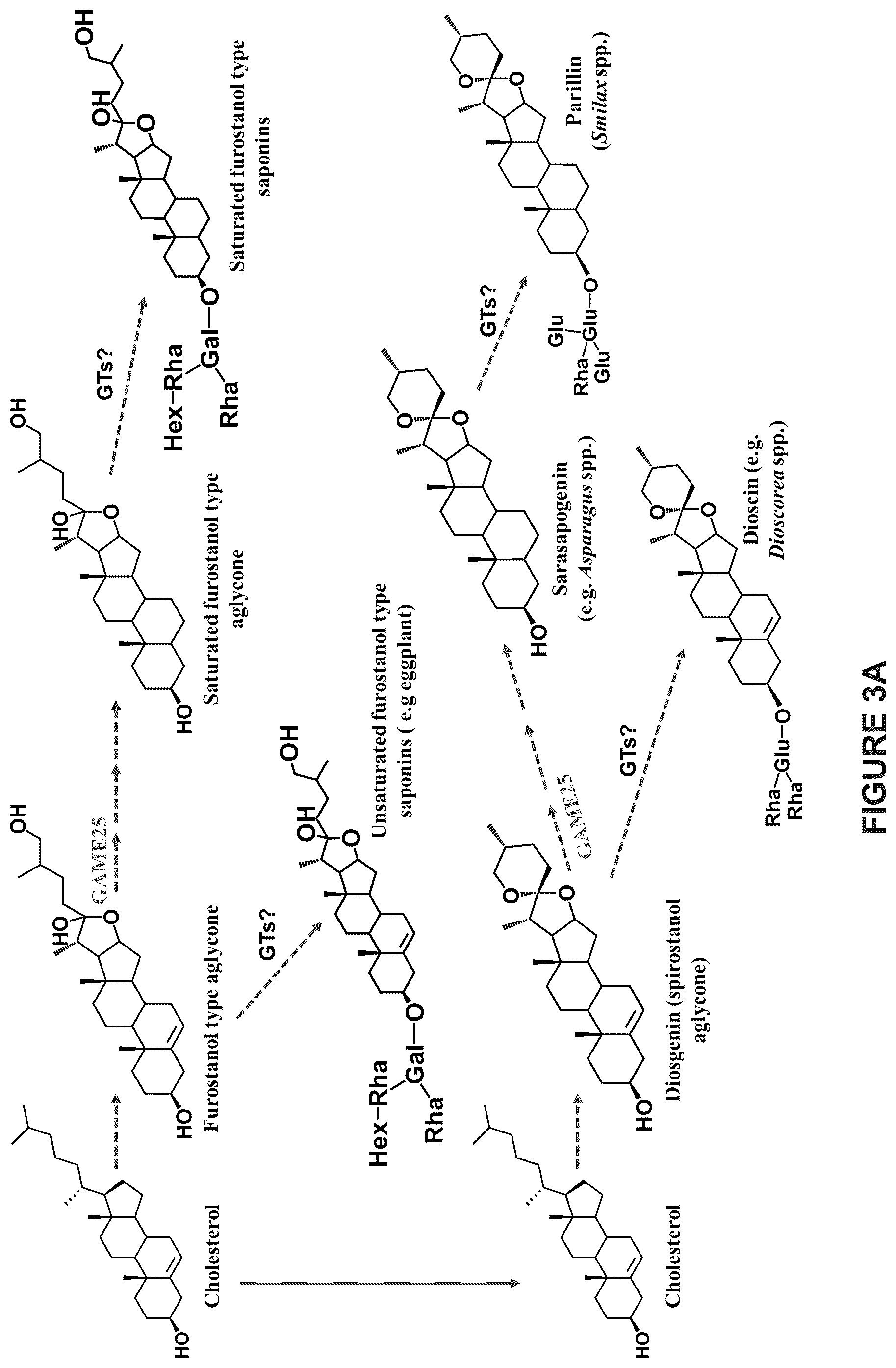 Patent US12129475 Figure 9 – Glycoalkaloid metabolism enyzymes (GAMES) and uses thereof