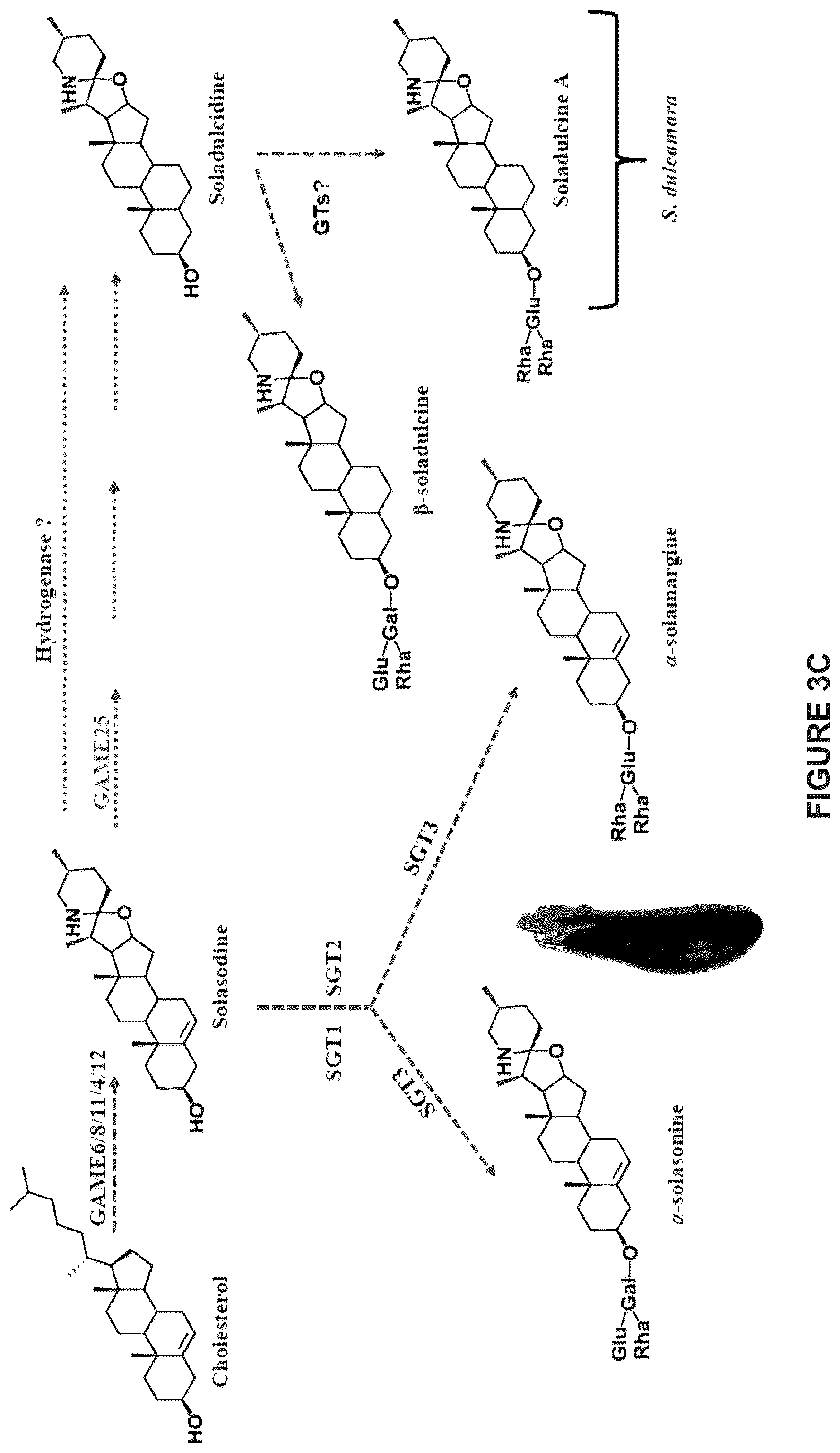 Patent US12129475 Figure 11 – Glycoalkaloid metabolism enyzymes (GAMES) and uses thereof