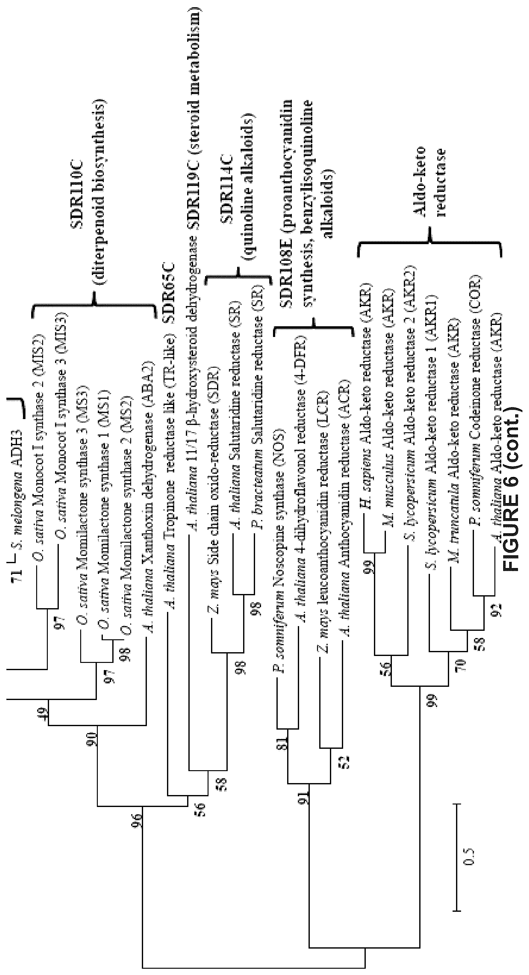 Patent US12129475 Figure 15 – Glycoalkaloid metabolism enyzymes (GAMES) and uses thereof