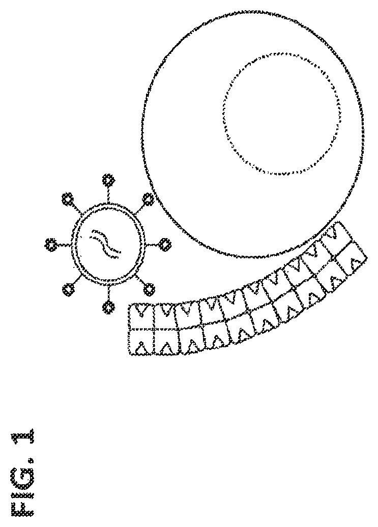 Patent US12129477 Figure 1 – Methods, kits, agents and apparatuses for transduction