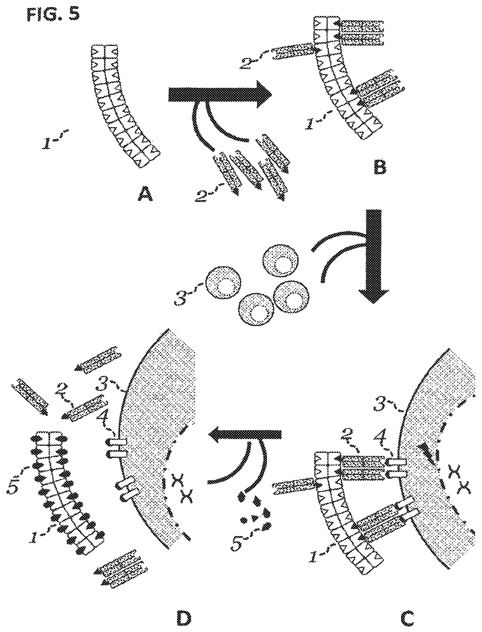 Patent US12129477 Figure 5 – Methods, kits, agents and apparatuses for transduction