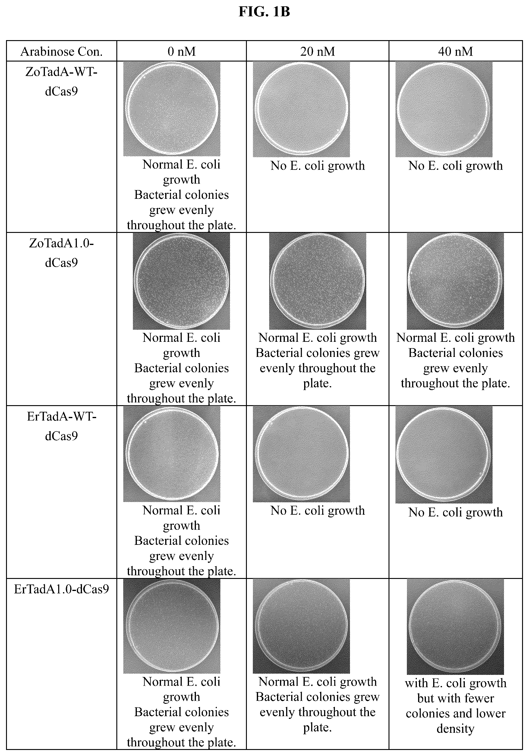 Patent US12129478 Figure 2 – Engineered adenosine deaminases and base editors thereof