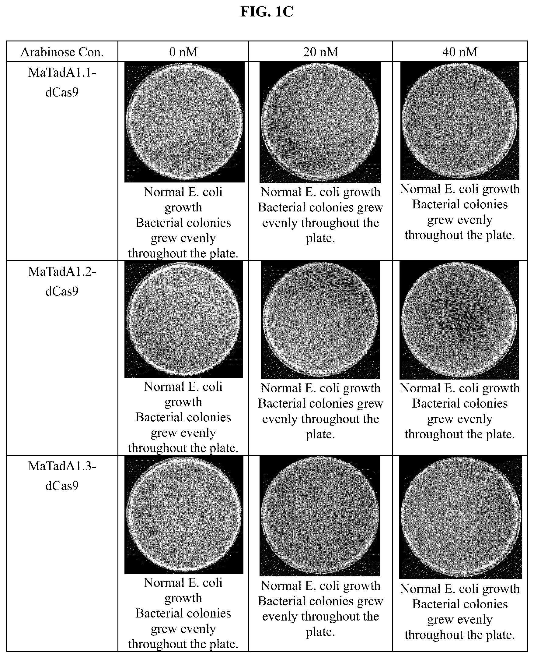 Patent US12129478 Figure 3 – Engineered adenosine deaminases and base editors thereof