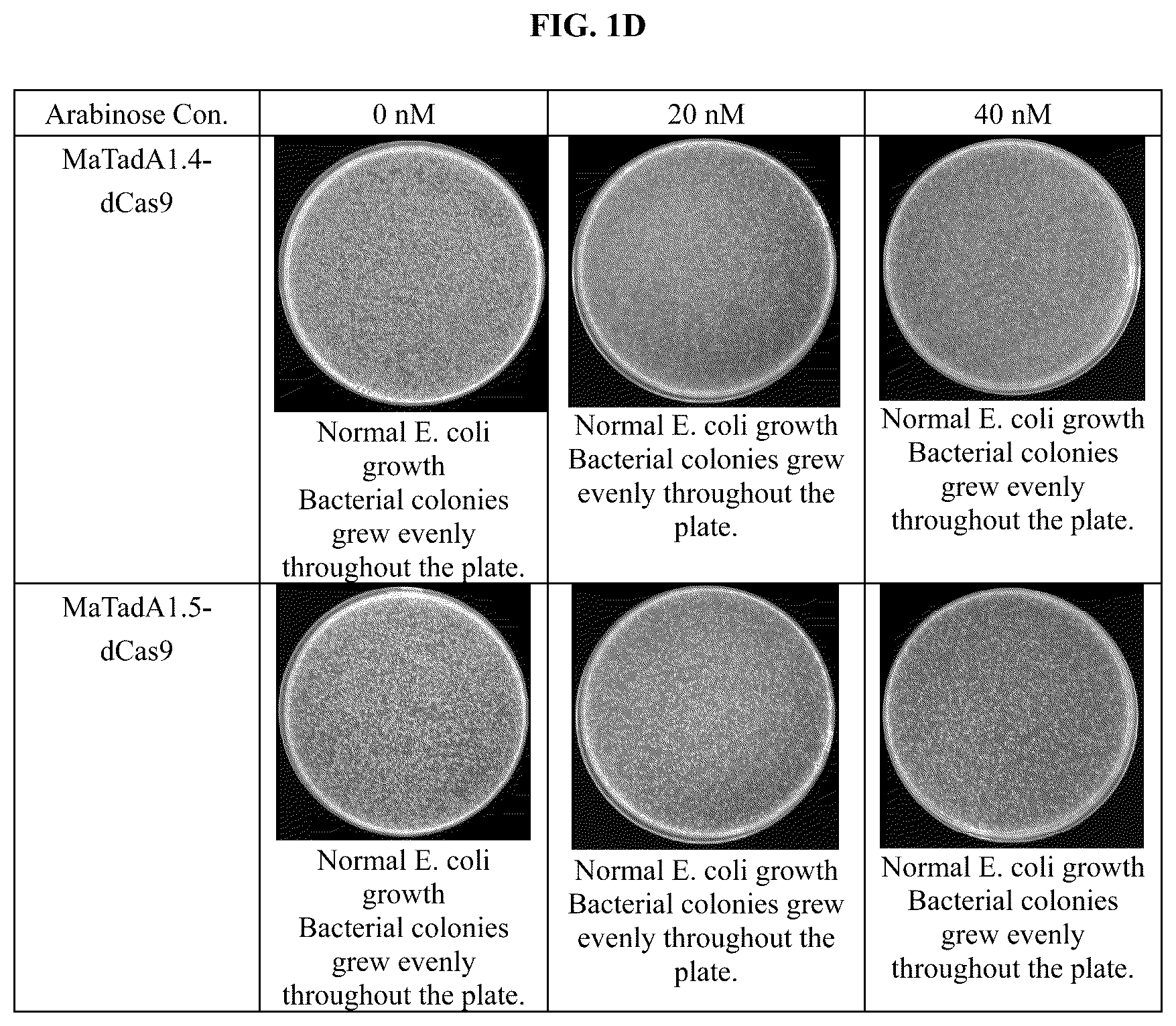 Patent US12129478 Figure 4 – Engineered adenosine deaminases and base editors thereof