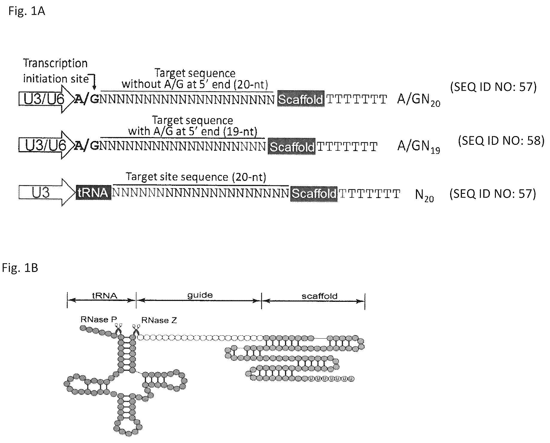 Patent US12129479 — Genome editing method — Figure 1