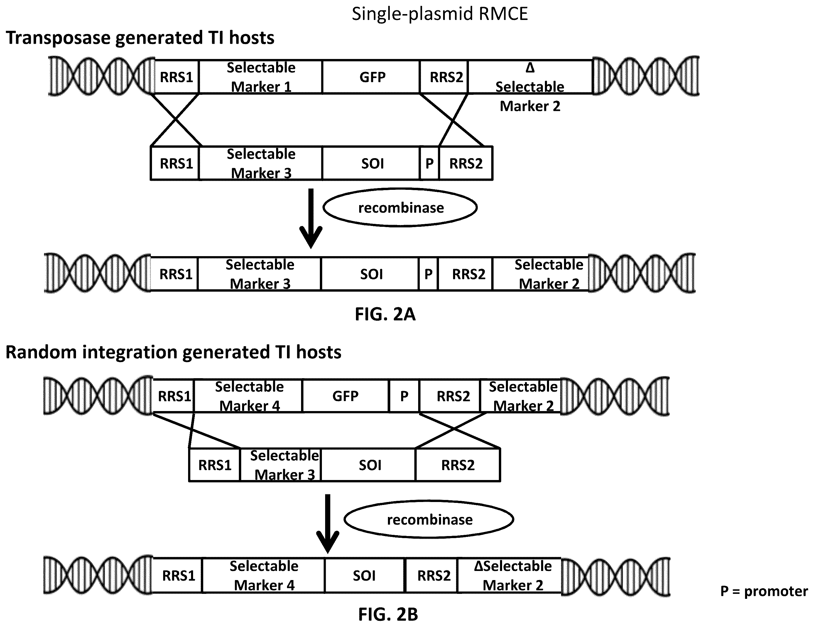 Patent US12129480 Figure 2 – Targeted integration of nucleic acids