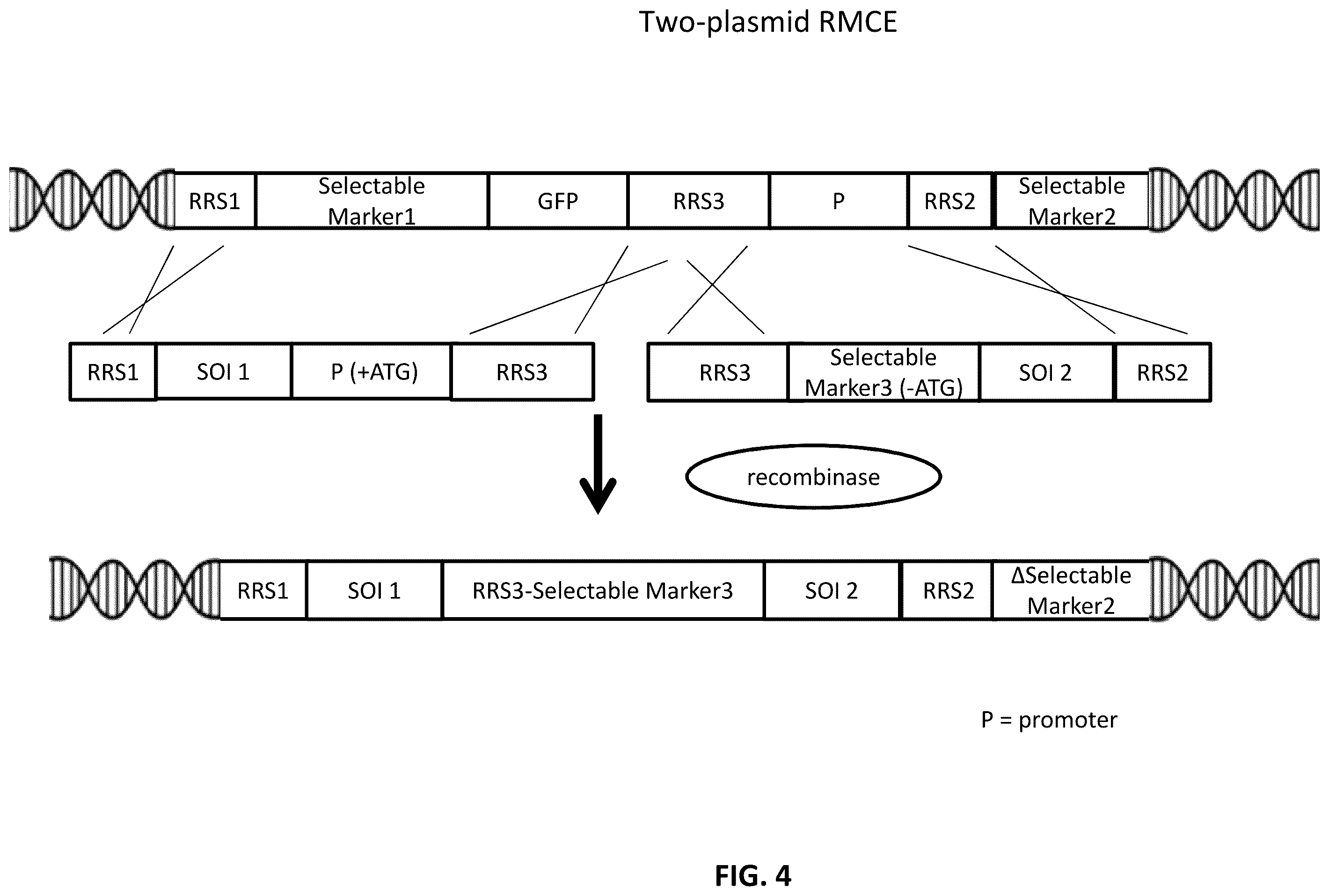 Patent US12129480 Figure 4 – Targeted integration of nucleic acids