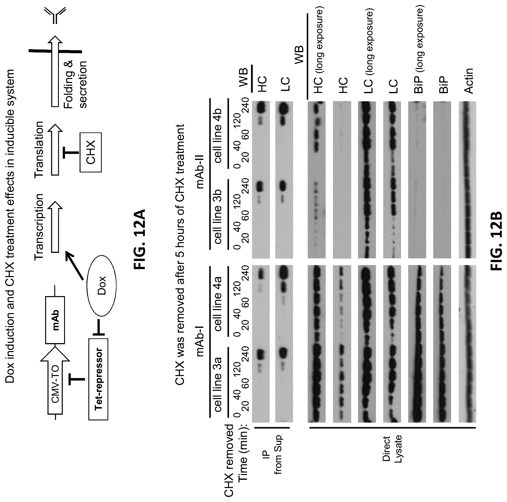 Patent US12129480 Figure 14 – Targeted integration of nucleic acids