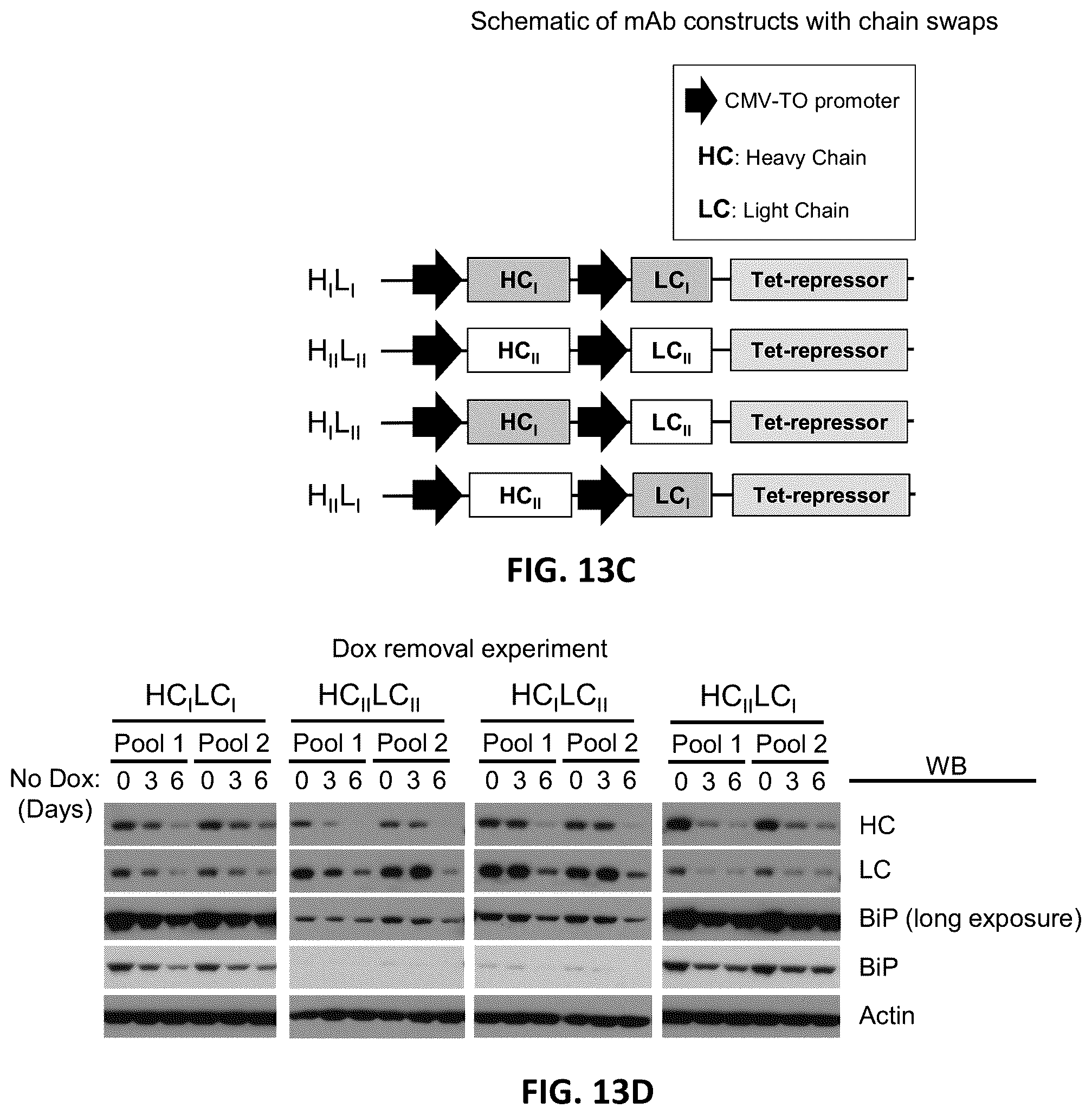Patent US12129480 Figure 17 – Targeted integration of nucleic acids