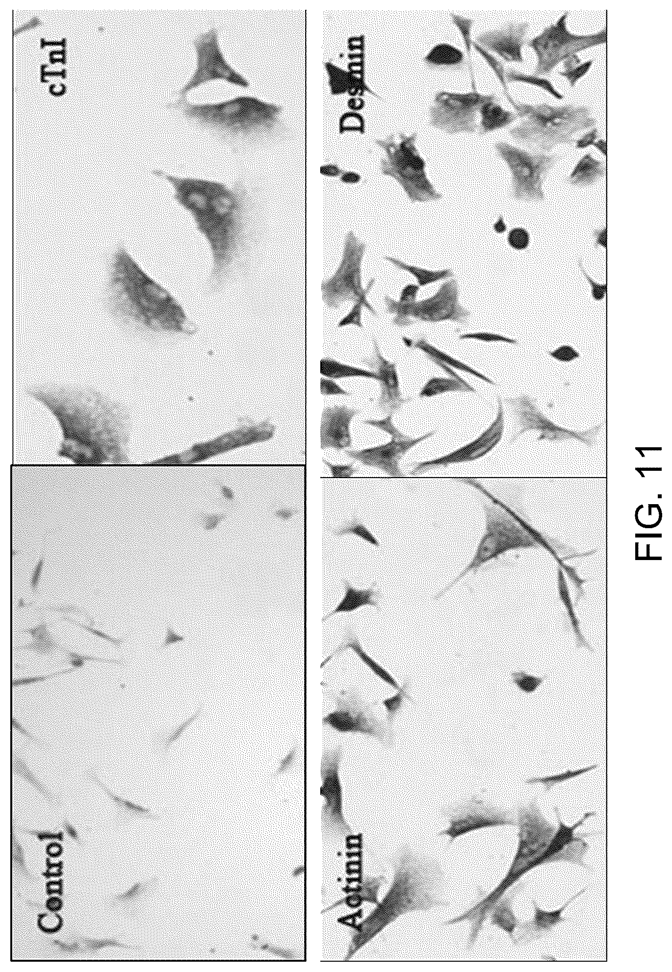 Patent US12129481 Figure 7 – Use of cells derived from first trimester umbilical cord tissue