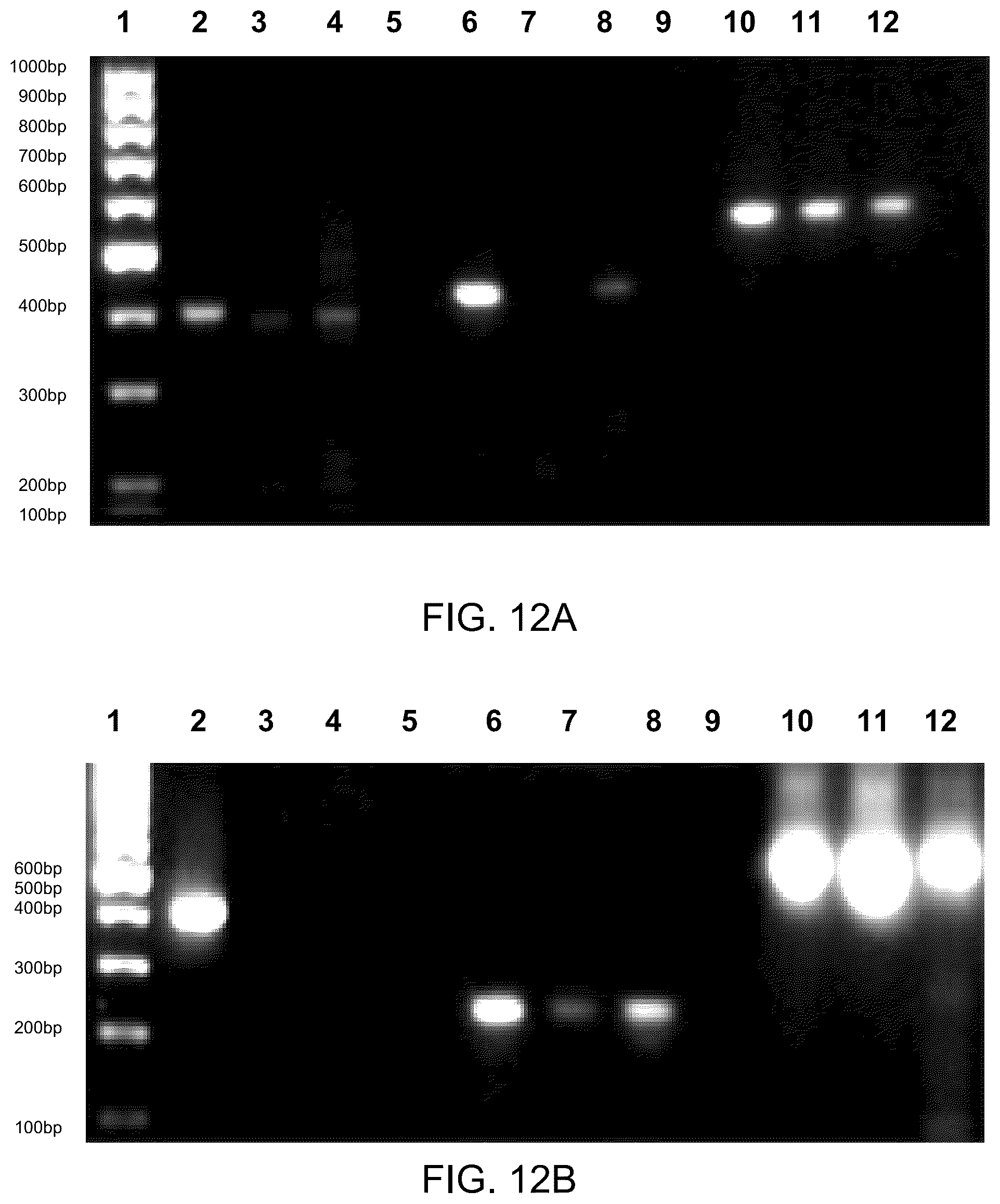 Patent US12129481 Figure 8 – Use of cells derived from first trimester umbilical cord tissue