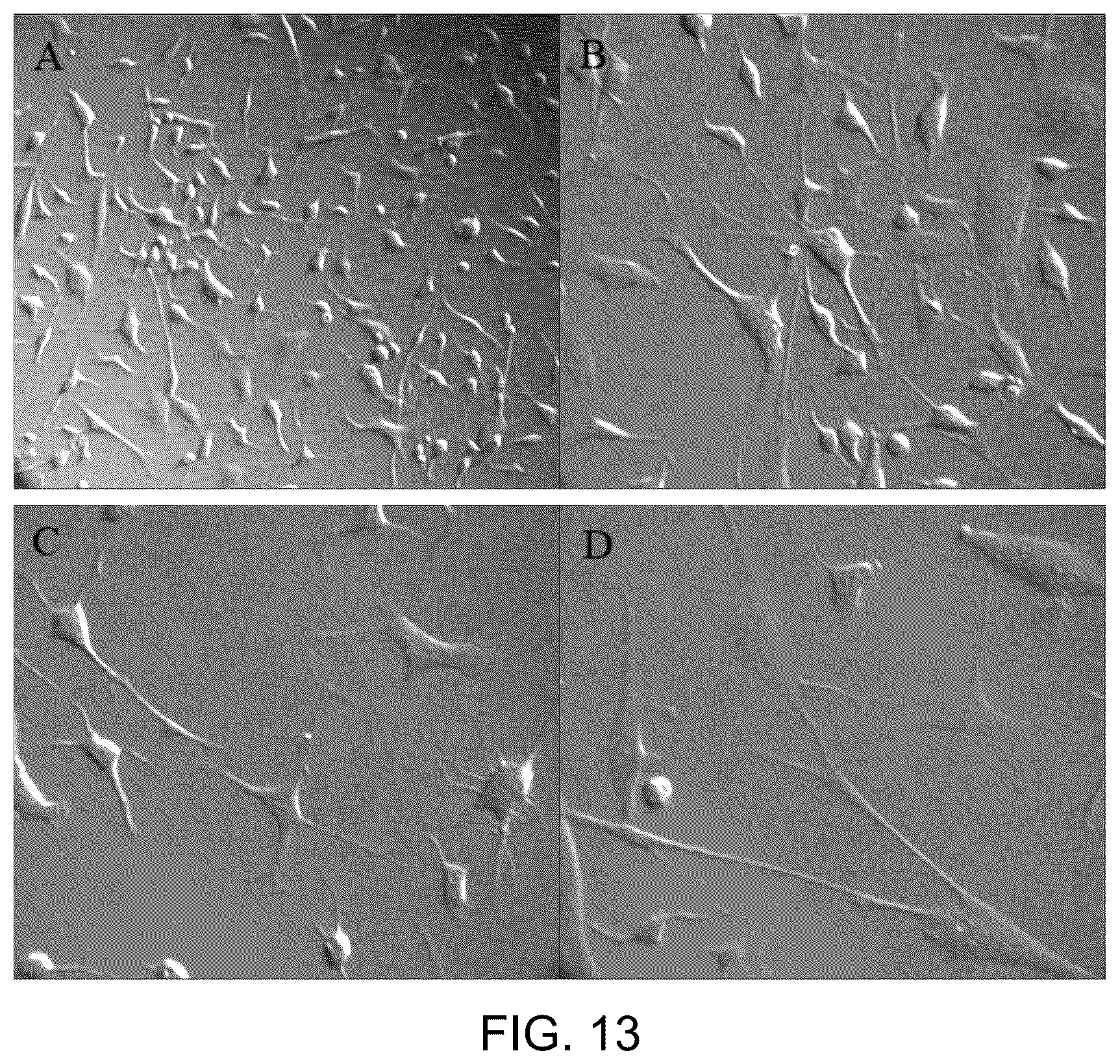 Patent US12129481 Figure 9 – Use of cells derived from first trimester umbilical cord tissue