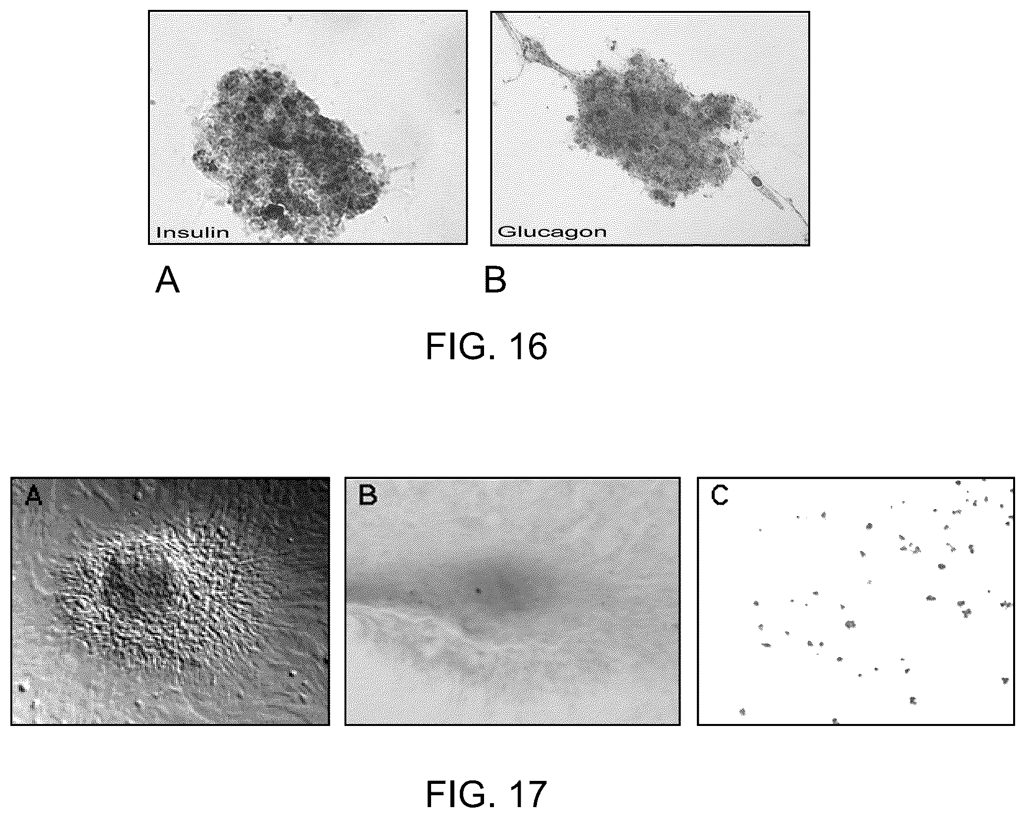 Patent US12129481 Figure 11 – Use of cells derived from first trimester umbilical cord tissue