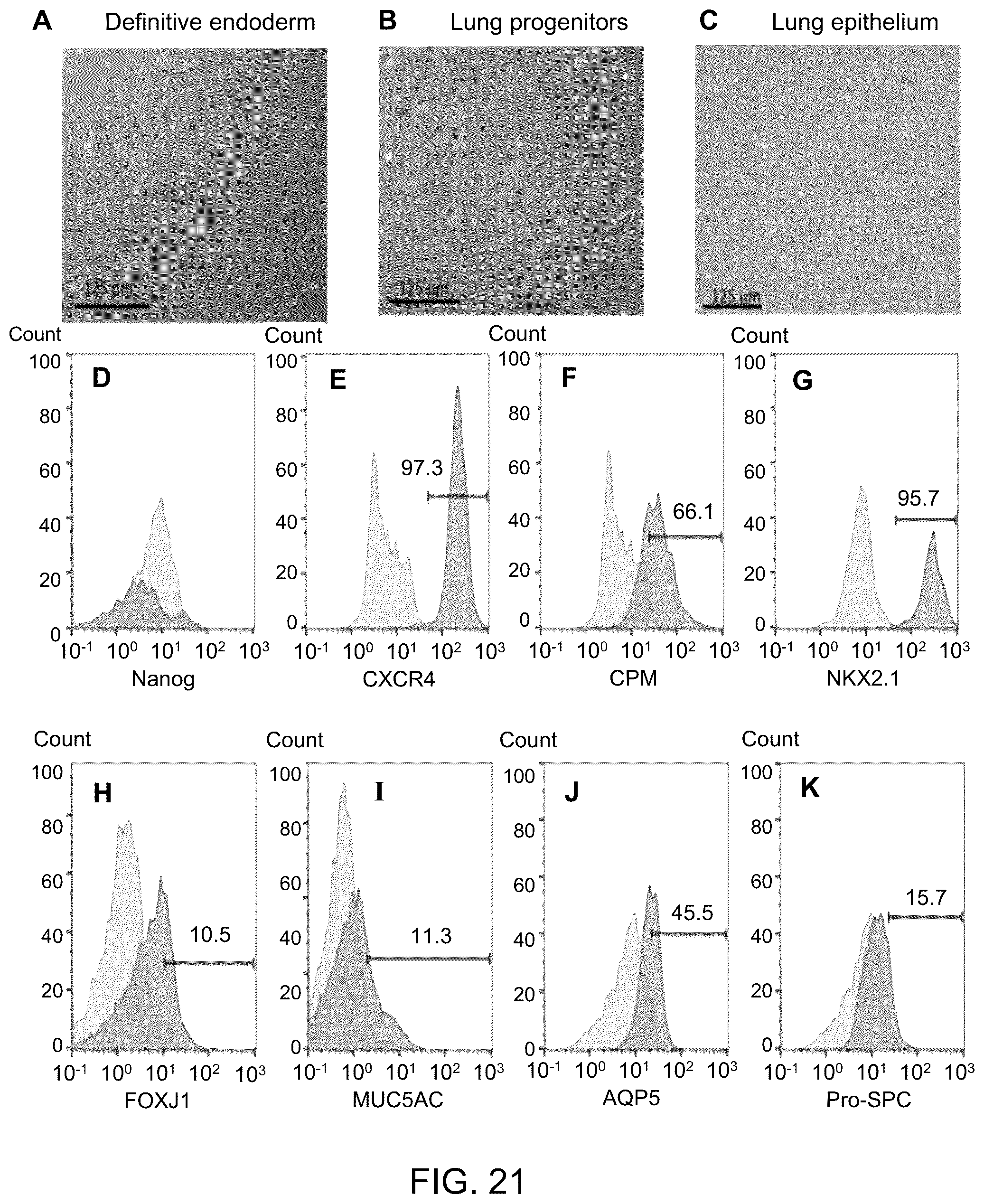 Patent US12129481 Figure 15 – Use of cells derived from first trimester umbilical cord tissue
