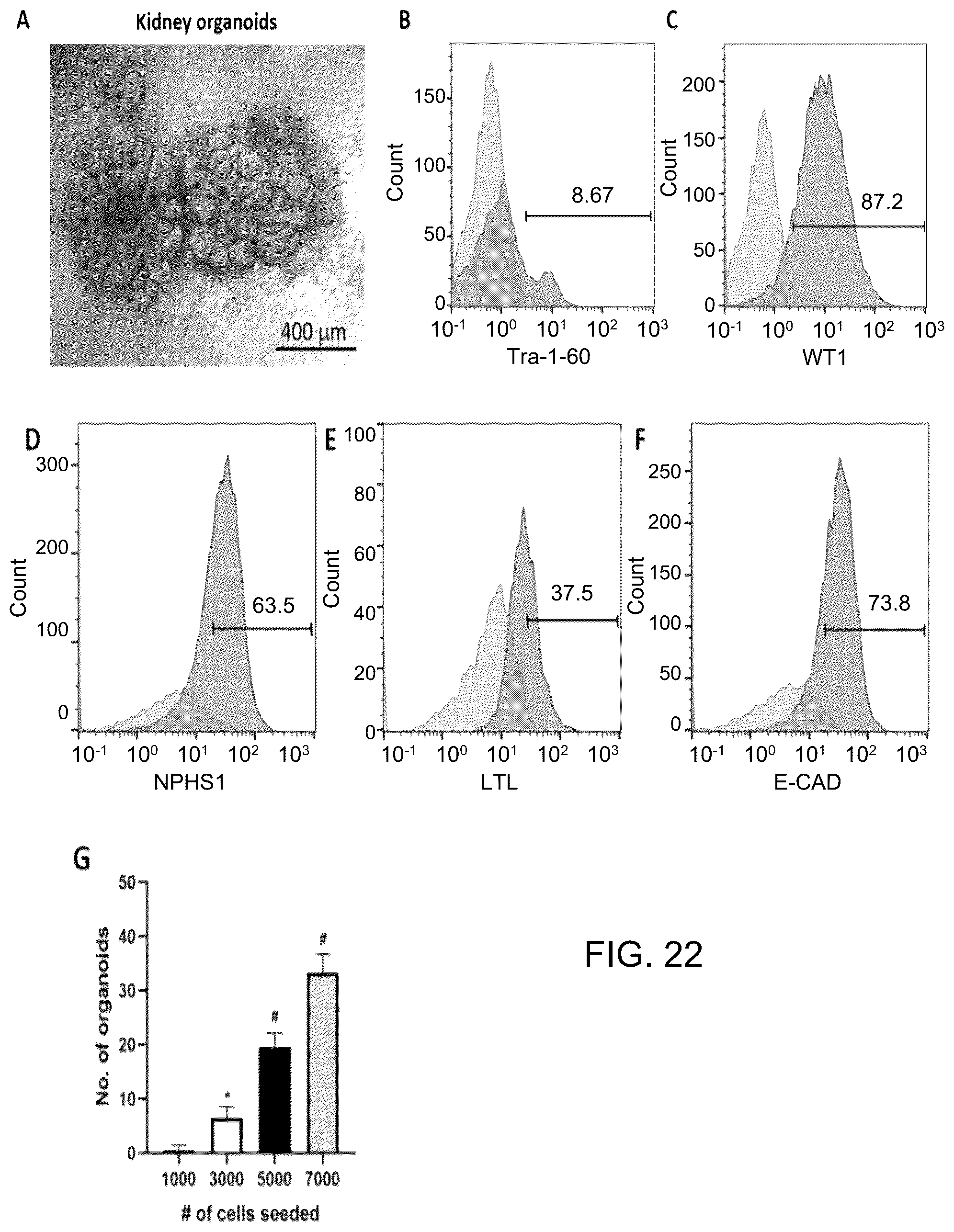 Patent US12129481 Figure 16 – Use of cells derived from first trimester umbilical cord tissue