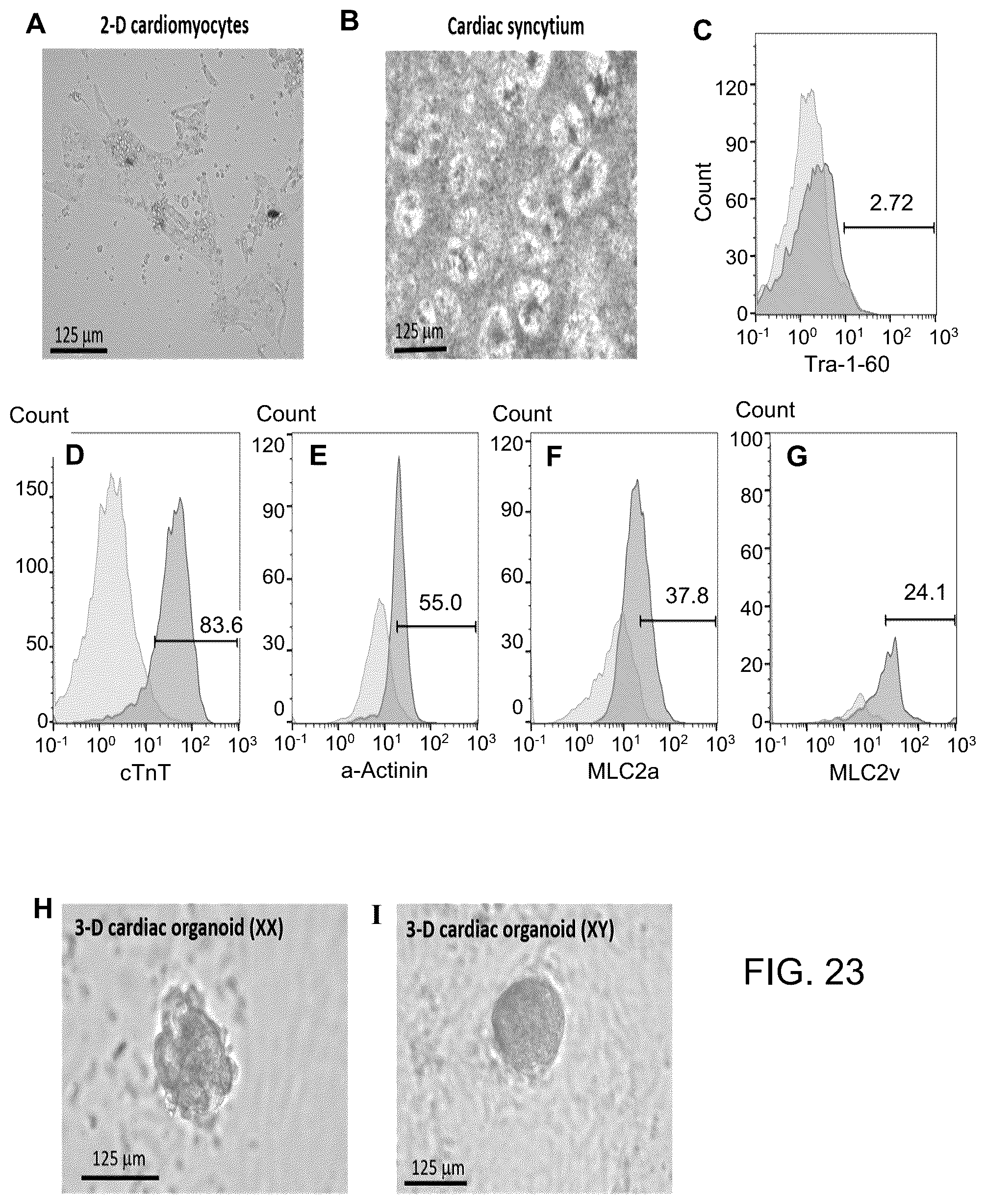Patent US12129481 Figure 17 – Use of cells derived from first trimester umbilical cord tissue