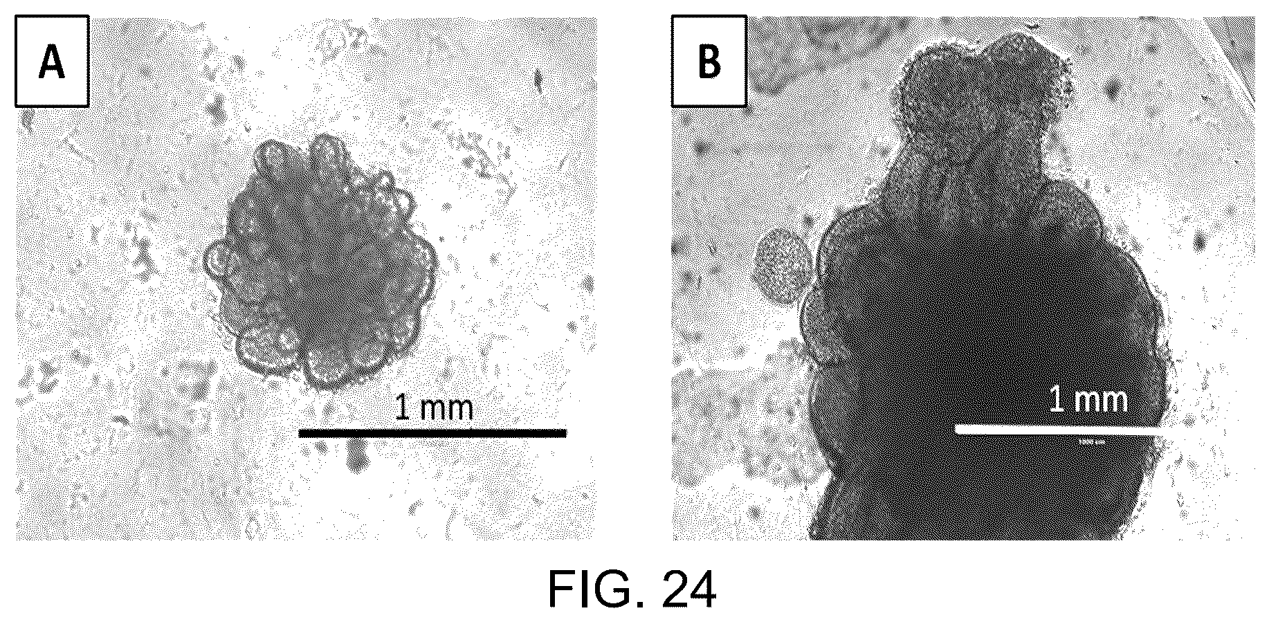 Patent US12129481 Figure 18 – Use of cells derived from first trimester umbilical cord tissue