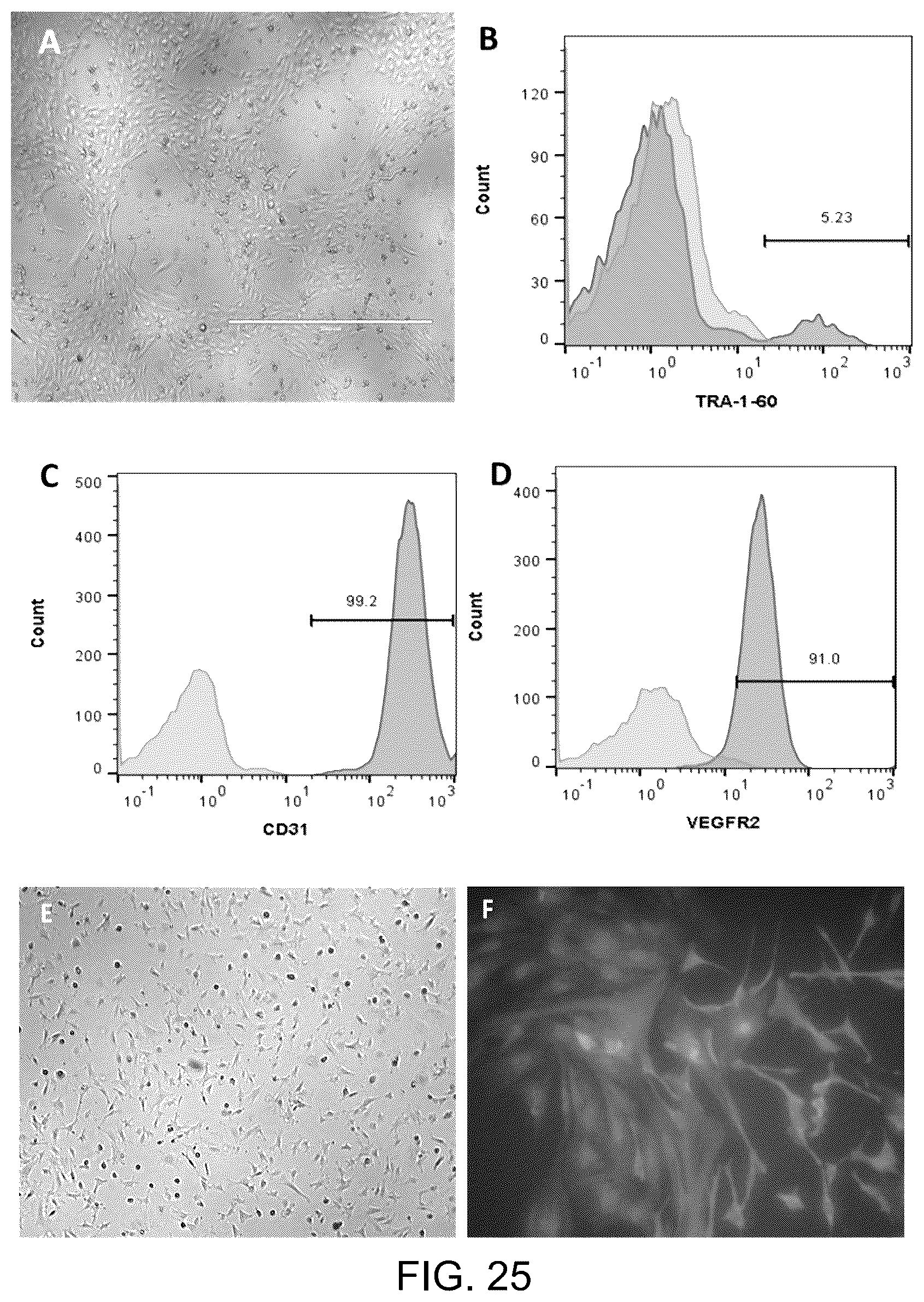 Patent US12129481 Figure 19 – Use of cells derived from first trimester umbilical cord tissue
