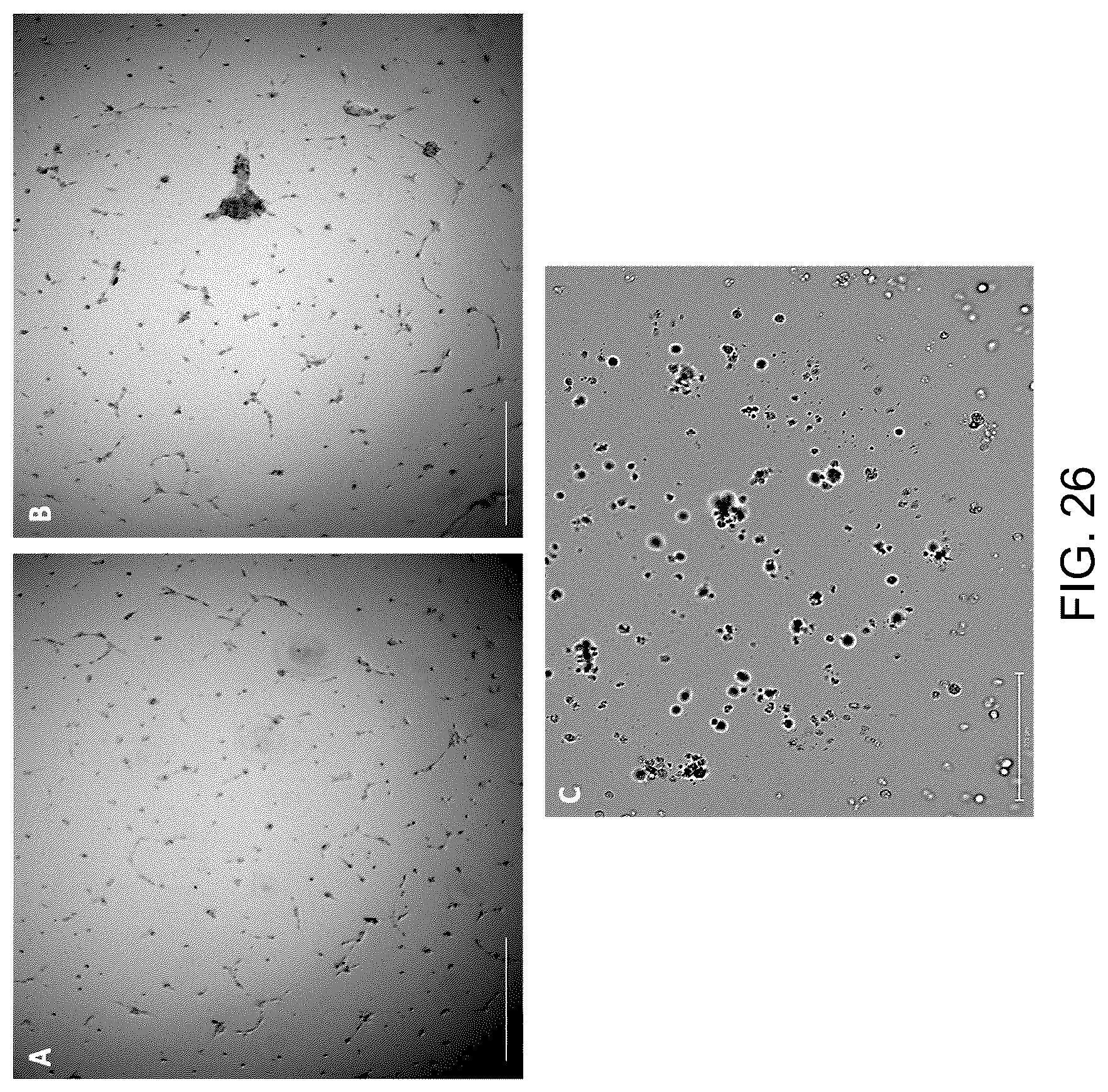 Patent US12129481 Figure 20 – Use of cells derived from first trimester umbilical cord tissue