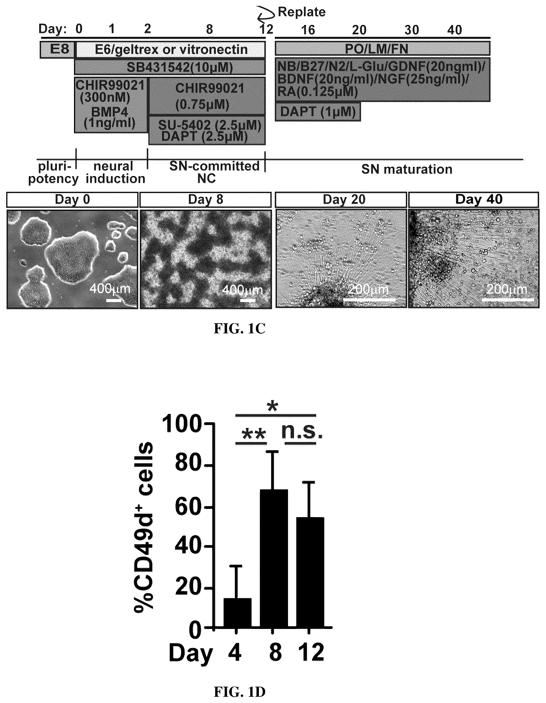 Patent US12129483 Figure 2 – Compositions and methods for making sensory neurons