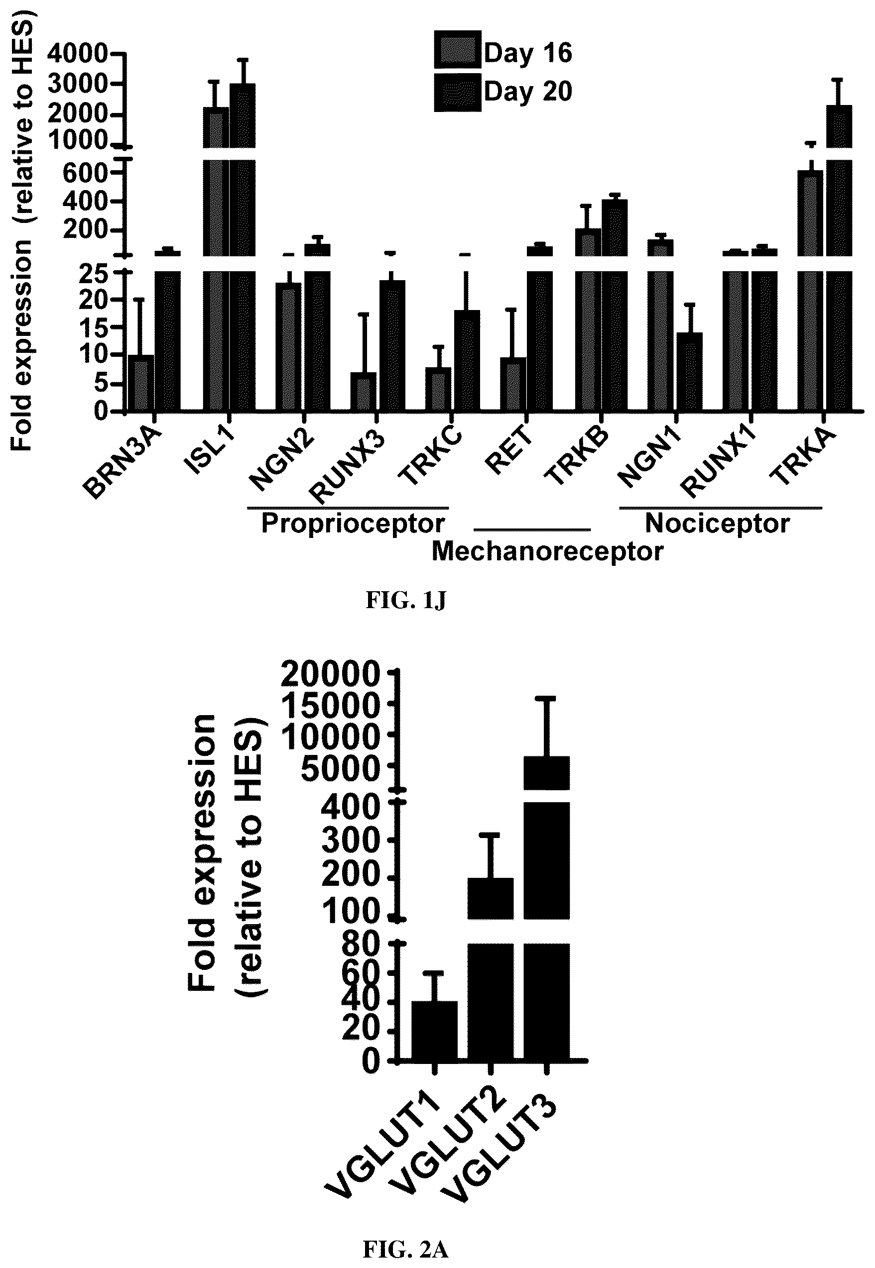 Patent US12129483 Figure 5 – Compositions and methods for making sensory neurons