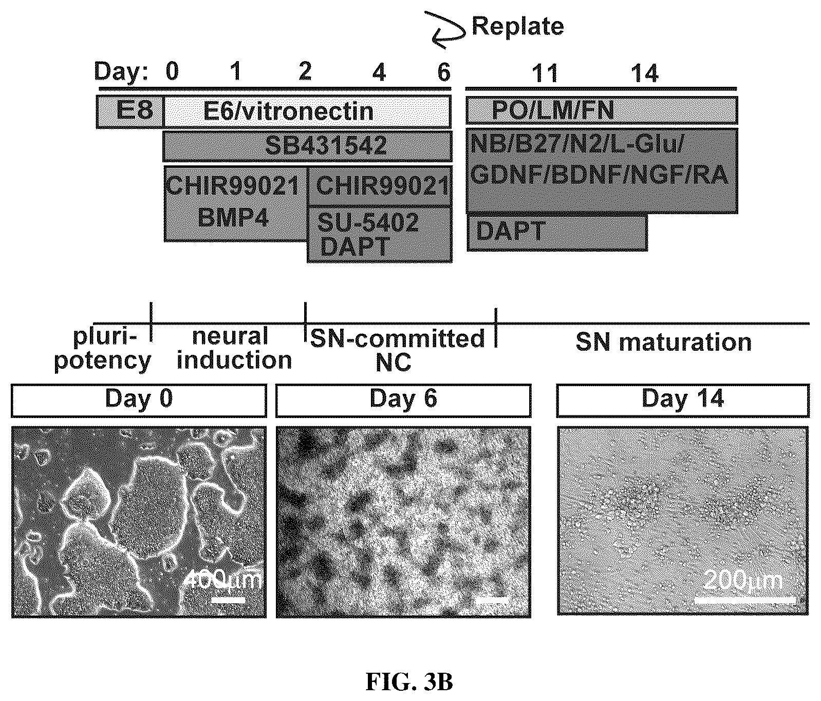 Patent US12129483 Figure 10 – Compositions and methods for making sensory neurons
