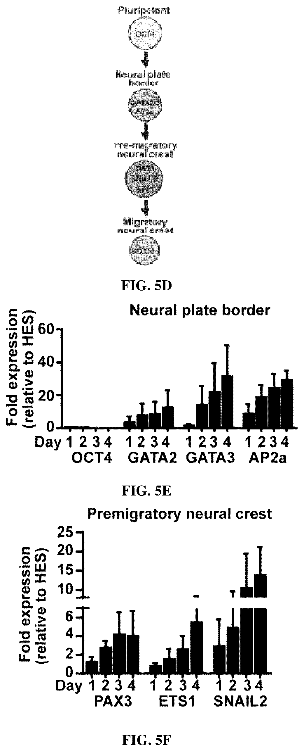 Patent US12129483 Figure 15 – Compositions and methods for making sensory neurons