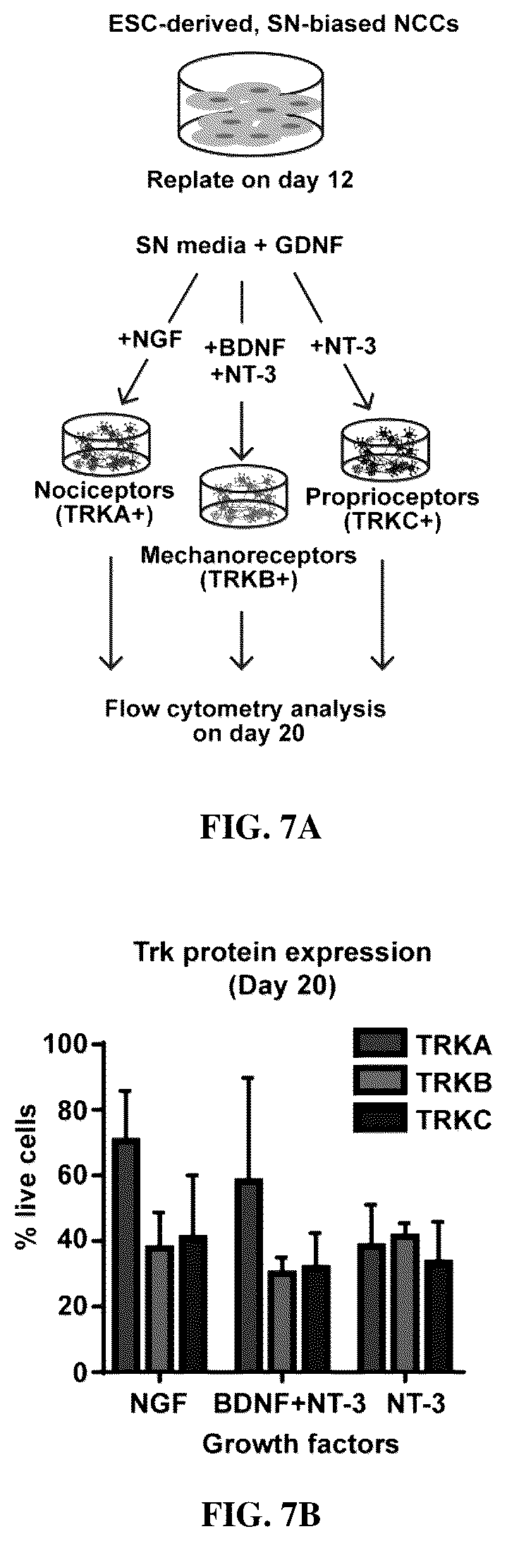 Patent US12129483 Figure 18 – Compositions and methods for making sensory neurons