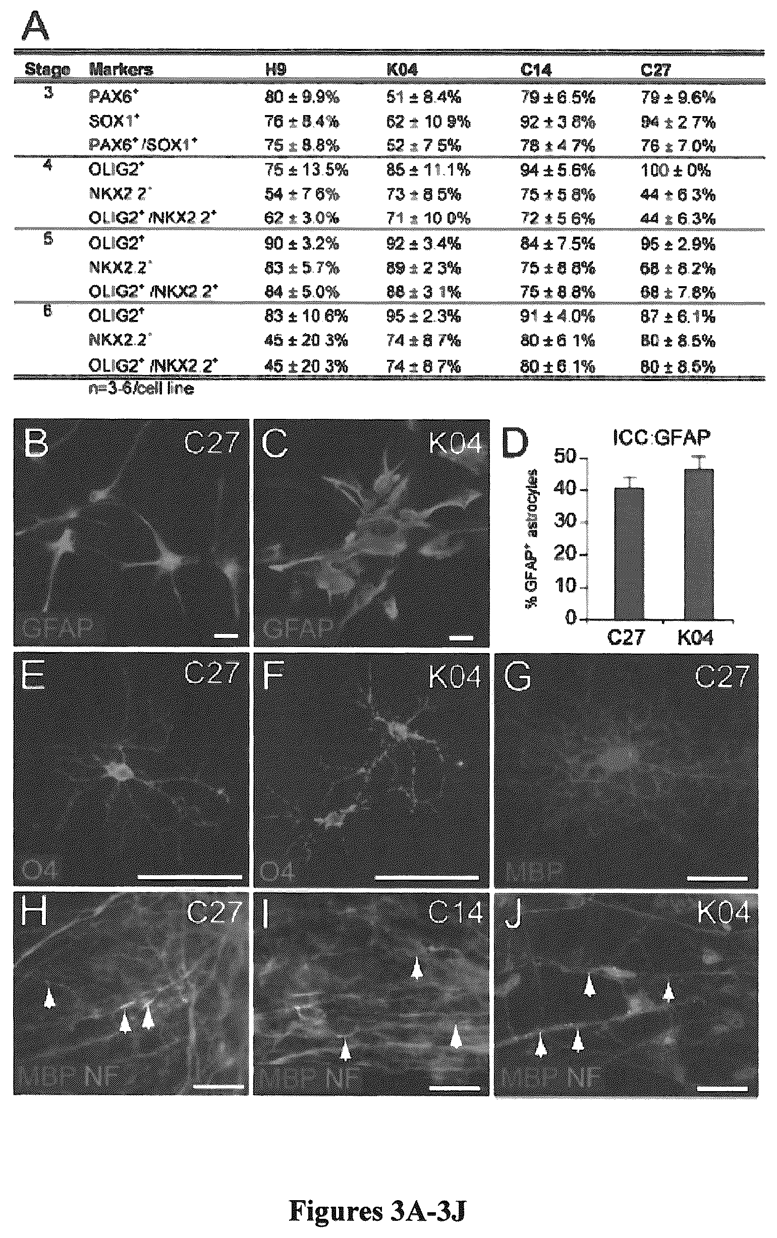 Patent US12129484 Figure 3 – Induced pluripotent cell-derived oligodendrocyte progenitor cells for the treatment of myelin disorders