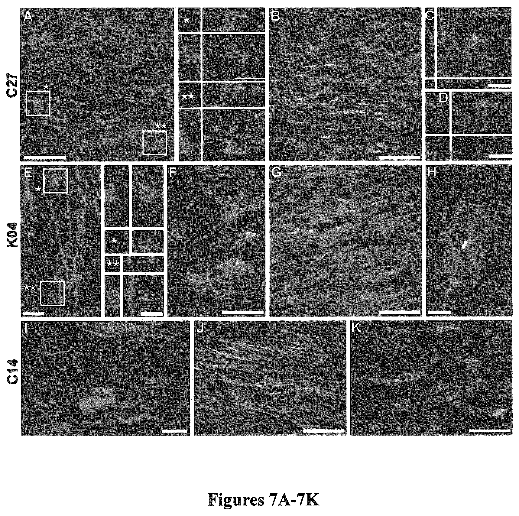 Patent US12129484 Figure 8 – Induced pluripotent cell-derived oligodendrocyte progenitor cells for the treatment of myelin disorders