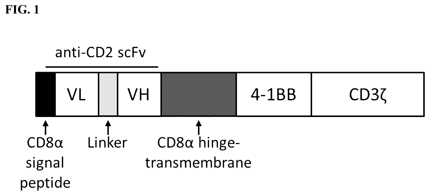 Patent US12129485 Figure 1 – Blockade of CD2 surface expression and expression of chimeric antigen receptors for immunotherapy of T-cell malignancies