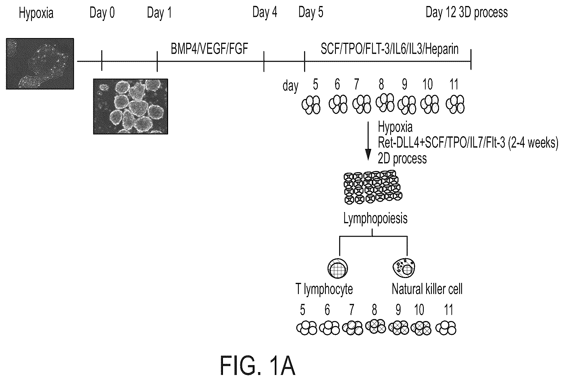 Patent US12129486 — Methods for directed differentiation of pluripotent stem cells to immune cells — Figure 1
