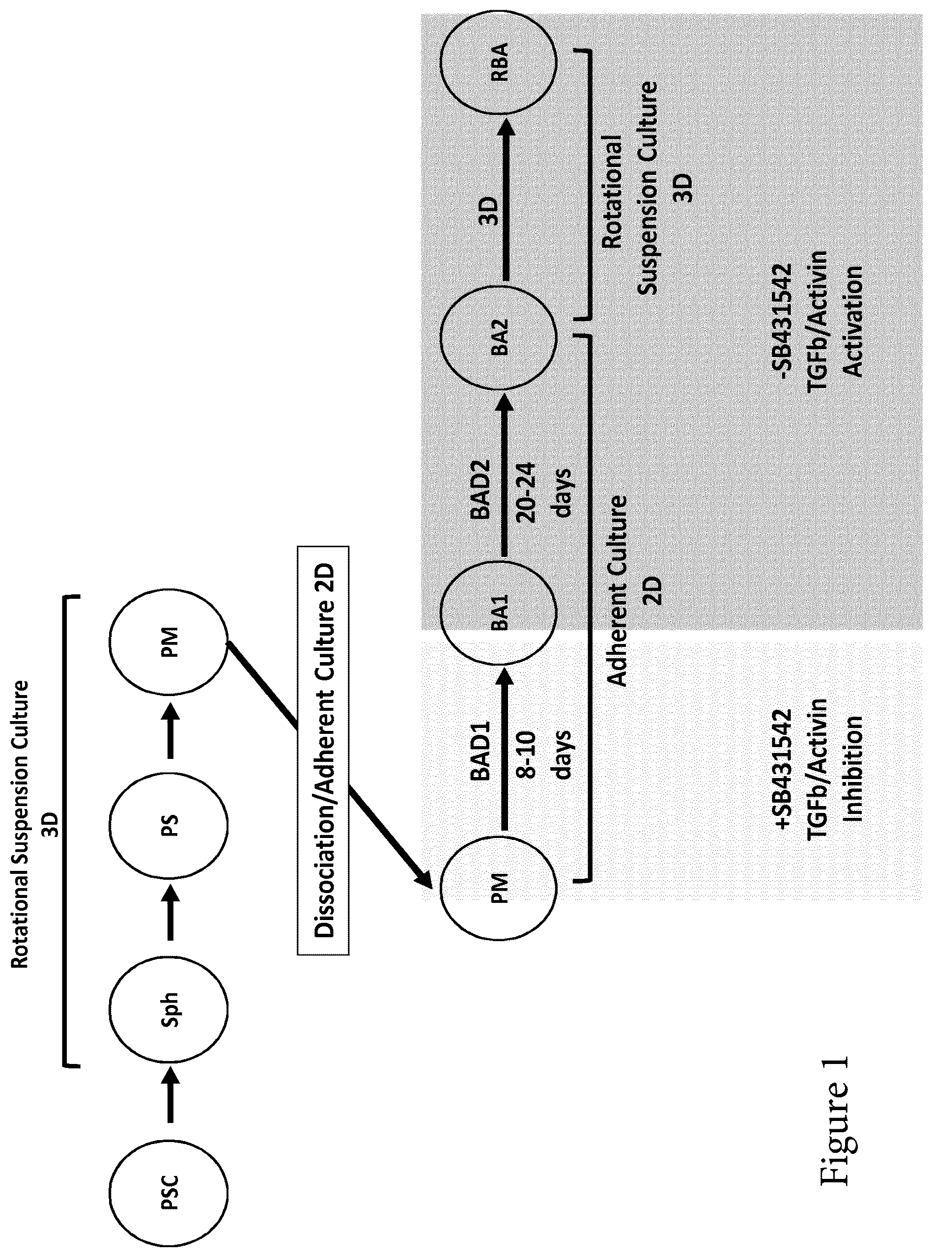 Patent US12129488 — Production of brown adipocytes — Figure 1
