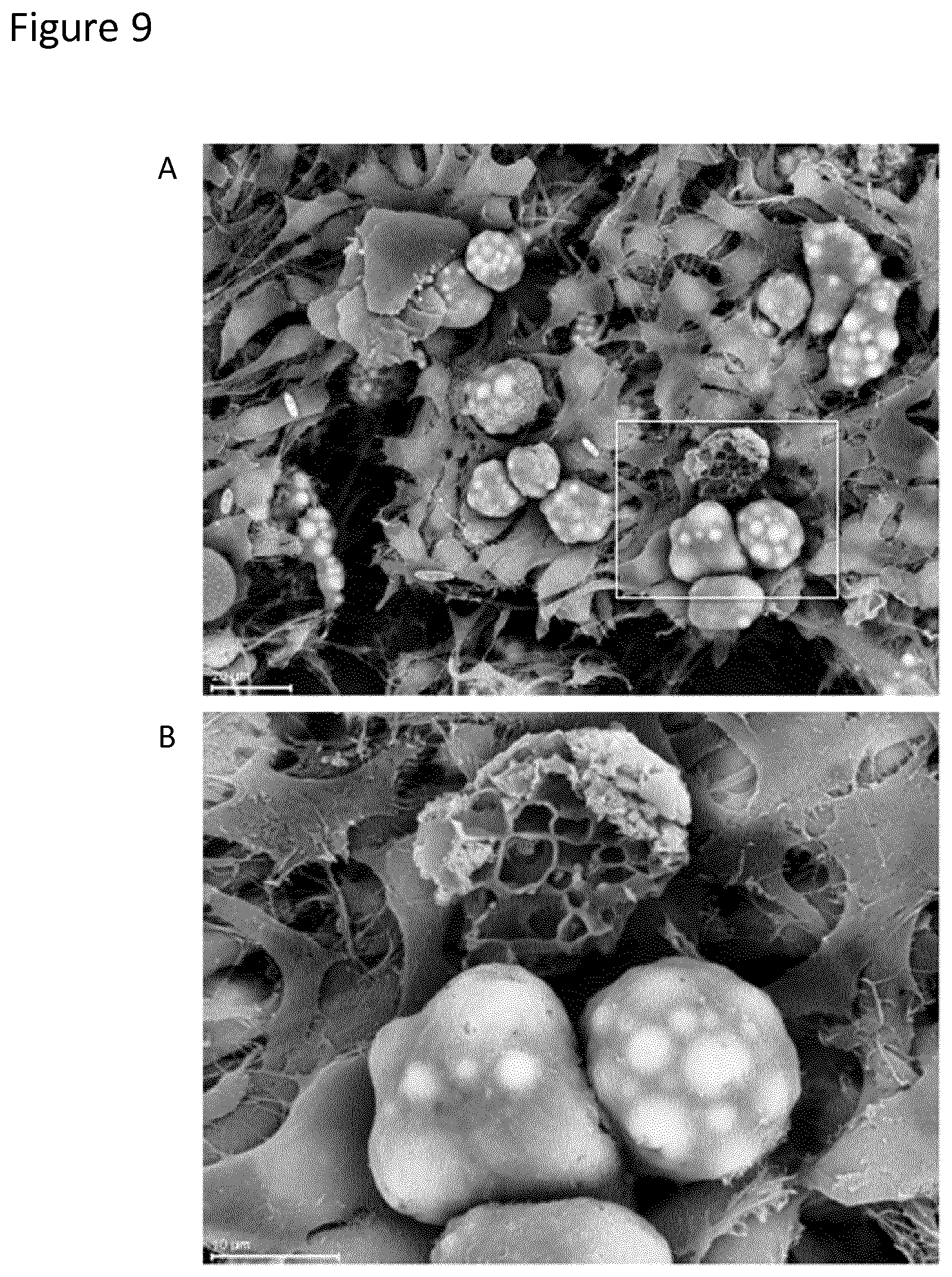 Patent US12129488 Figure 9 – Production of brown adipocytes