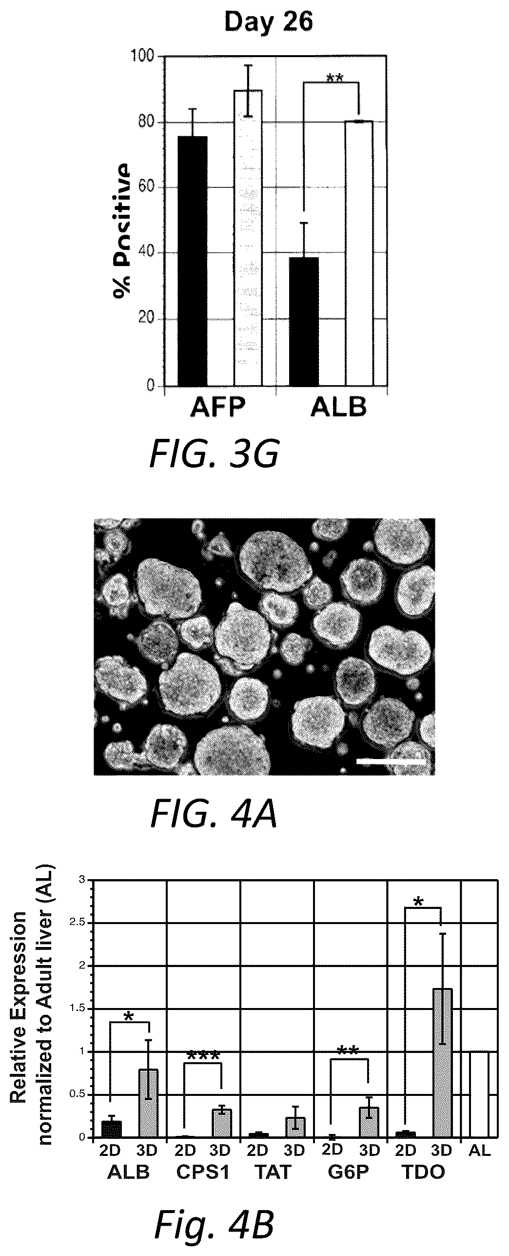 Patent US12129490 Figure 7 – Methods for generating hepatocytes and cholangiocytes from pluripotent stem cells