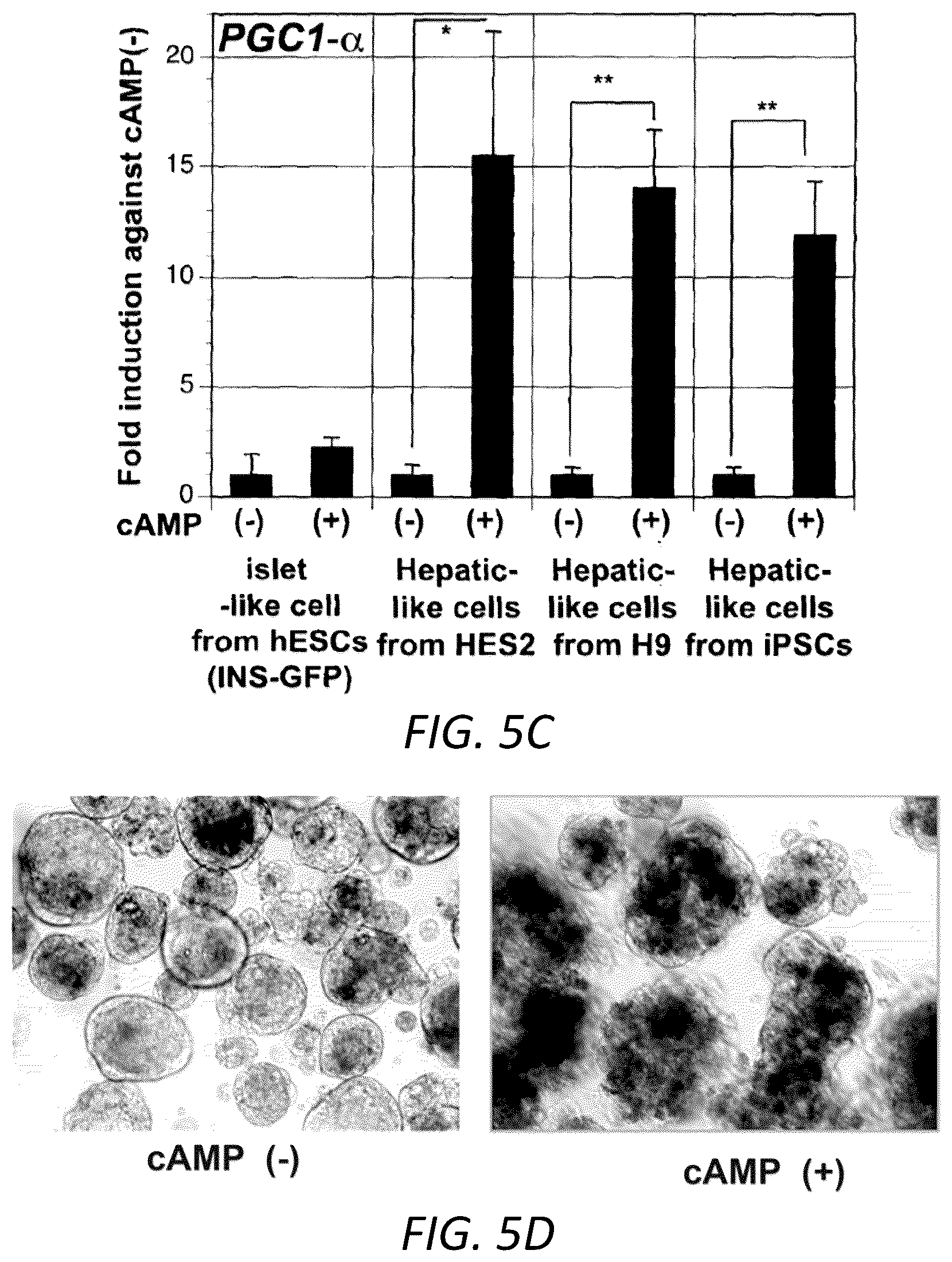 Patent US12129490 Figure 10 – Methods for generating hepatocytes and cholangiocytes from pluripotent stem cells