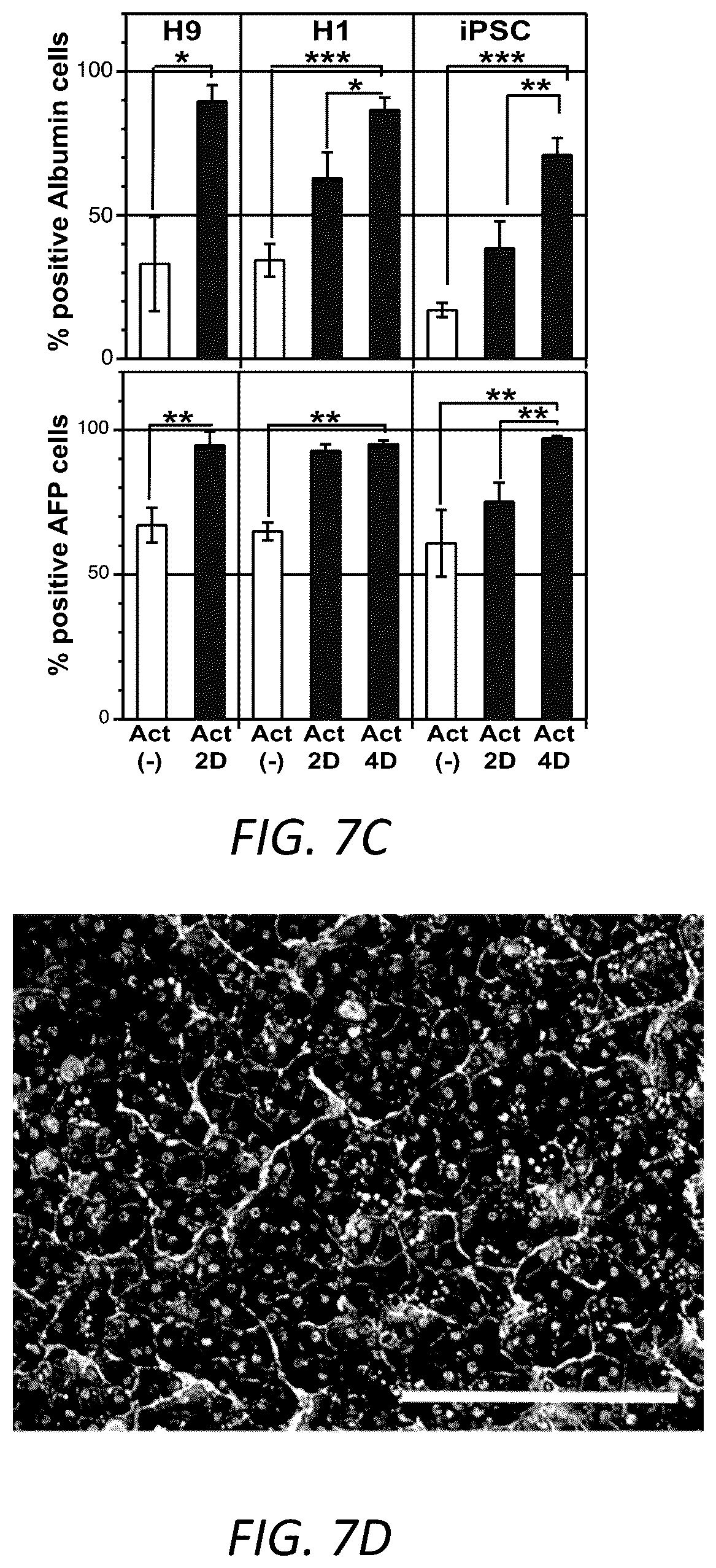 Patent US12129490 Figure 15 – Methods for generating hepatocytes and cholangiocytes from pluripotent stem cells