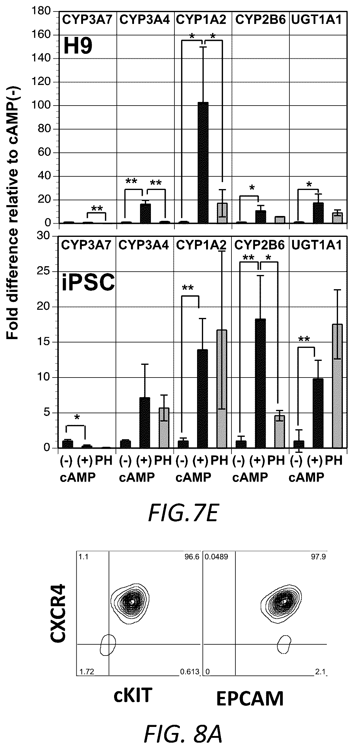 Patent US12129490 Figure 16 – Methods for generating hepatocytes and cholangiocytes from pluripotent stem cells