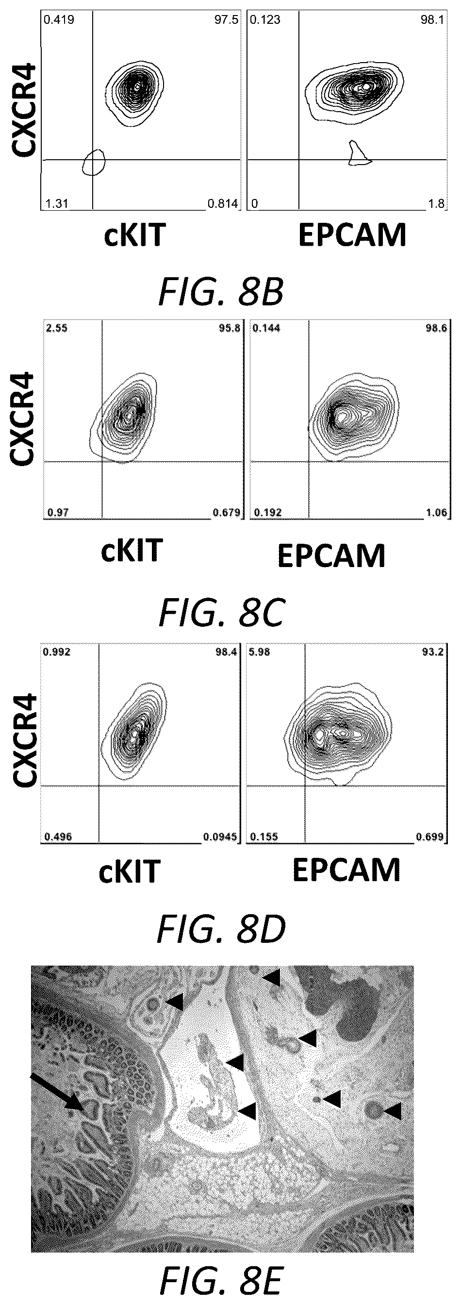 Patent US12129490 Figure 17 – Methods for generating hepatocytes and cholangiocytes from pluripotent stem cells