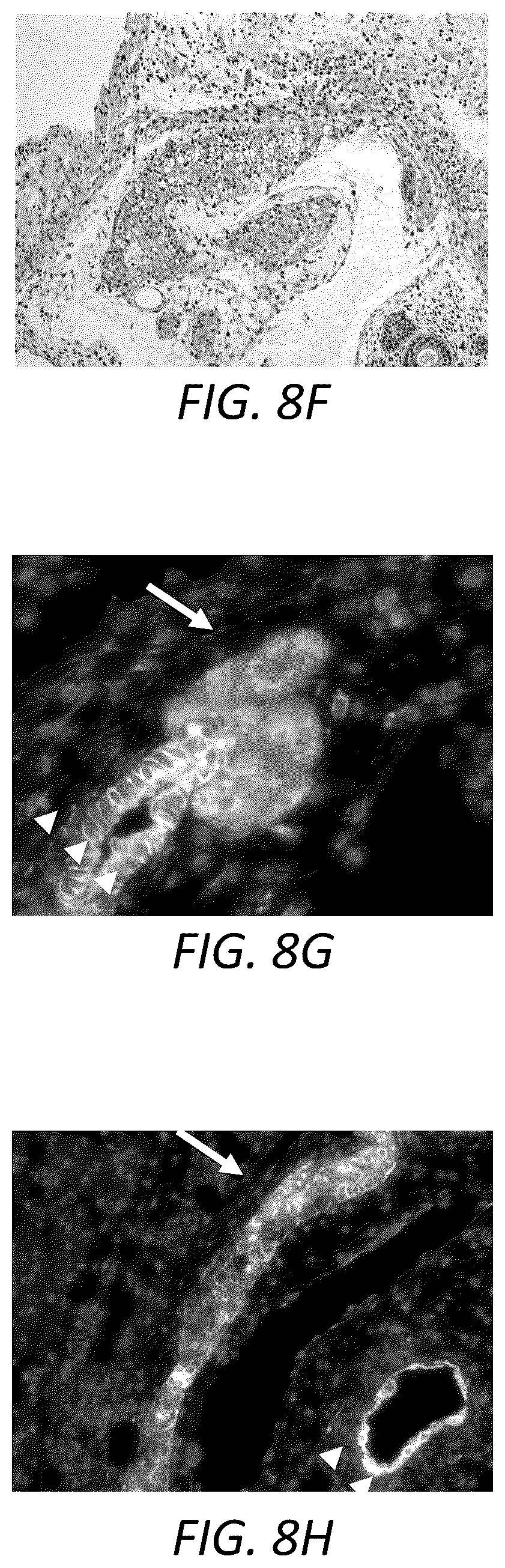 Patent US12129490 Figure 18 – Methods for generating hepatocytes and cholangiocytes from pluripotent stem cells