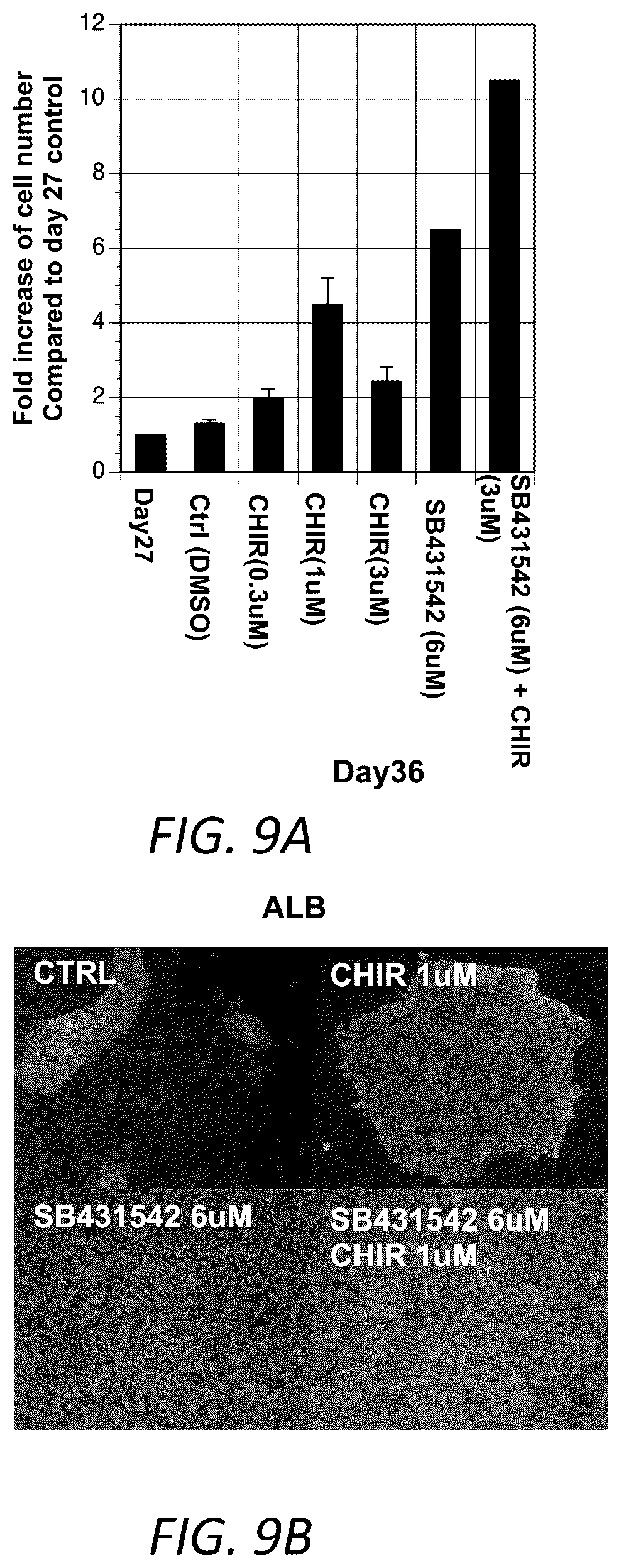 Patent US12129490 Figure 19 – Methods for generating hepatocytes and cholangiocytes from pluripotent stem cells