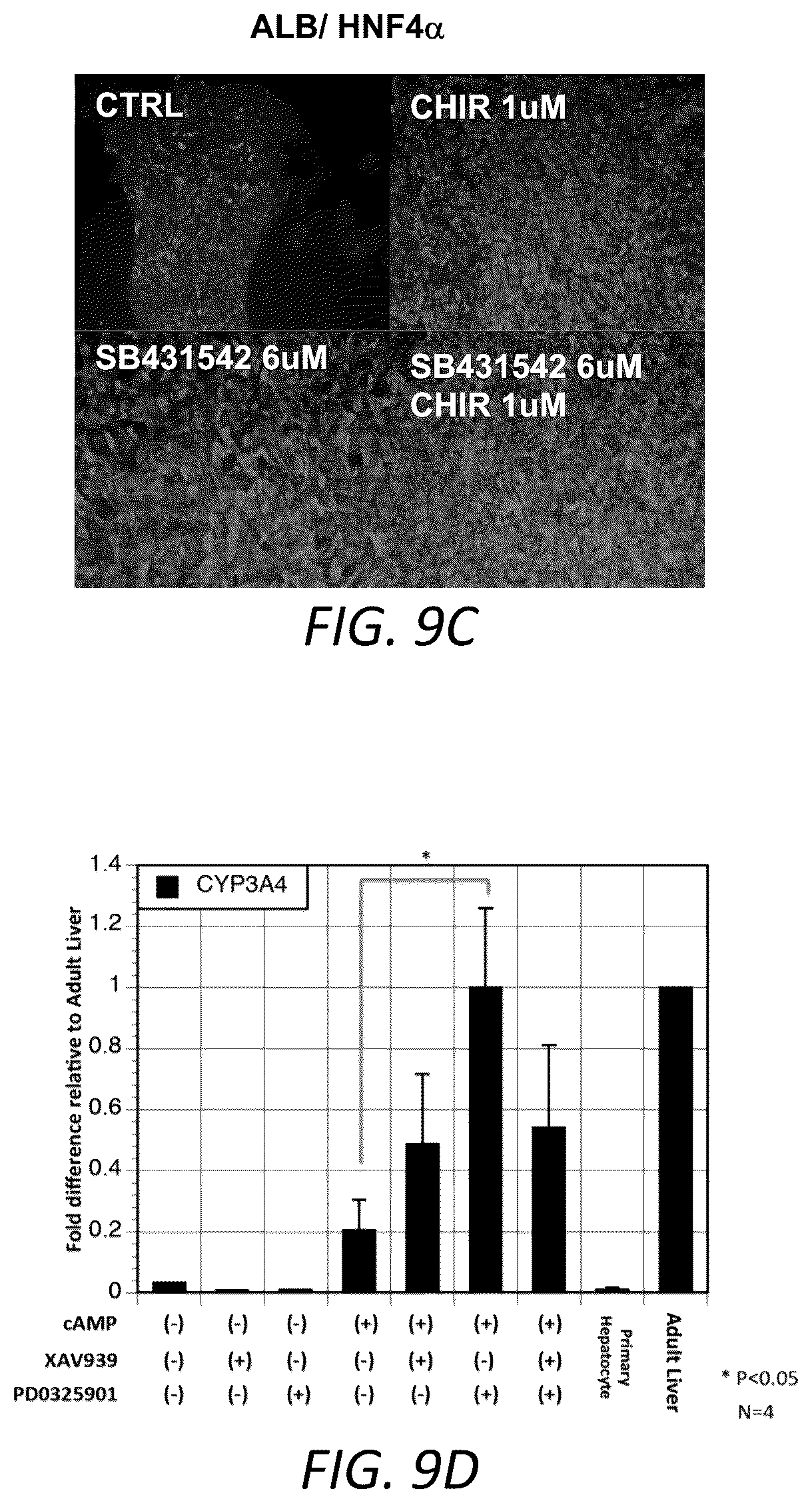 Patent US12129490 Figure 20 – Methods for generating hepatocytes and cholangiocytes from pluripotent stem cells