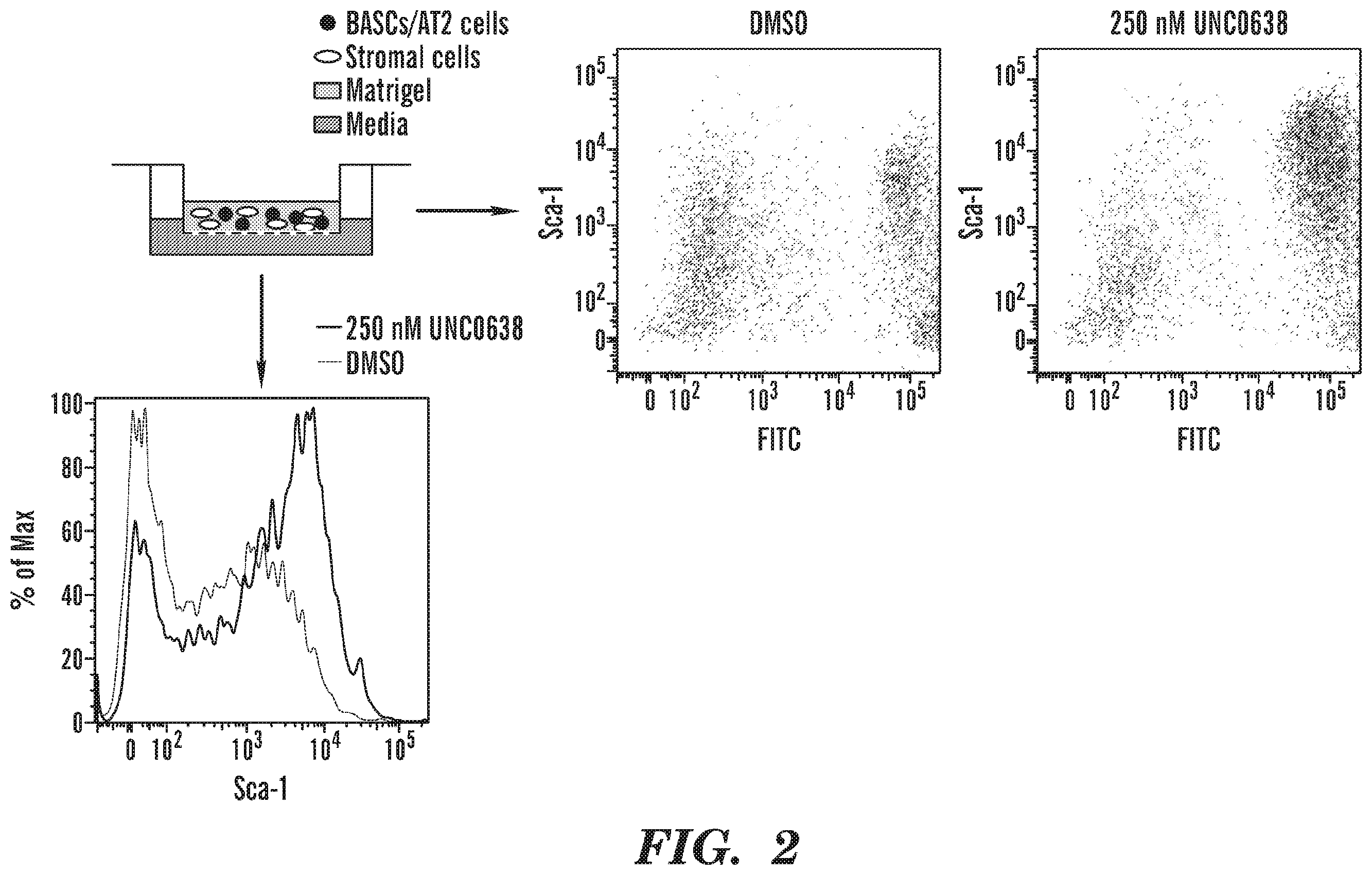 Patent US12129491 Figure 2 – Methods and compositions relating to lung cell differentiation