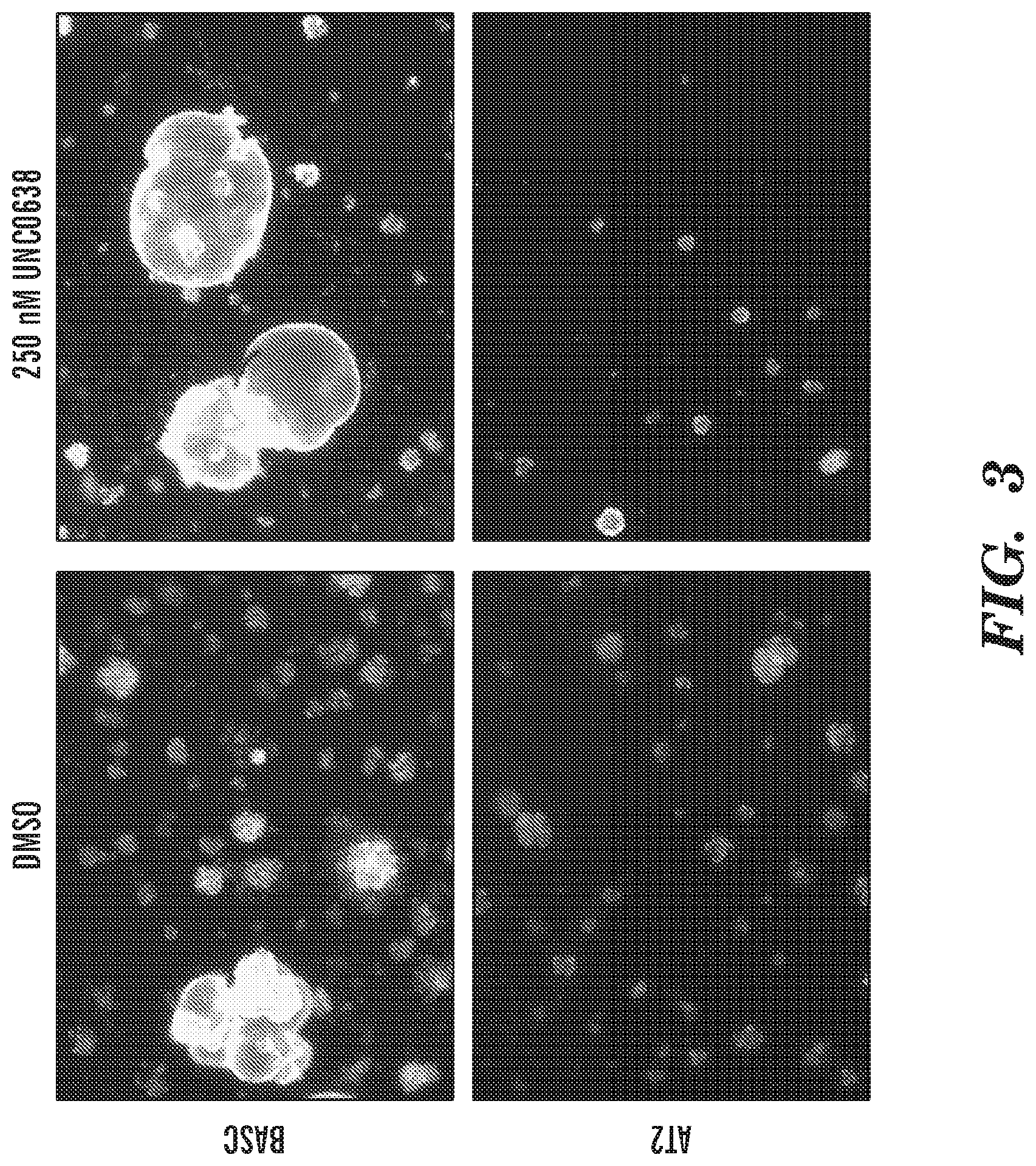 Patent US12129491 Figure 3 – Methods and compositions relating to lung cell differentiation
