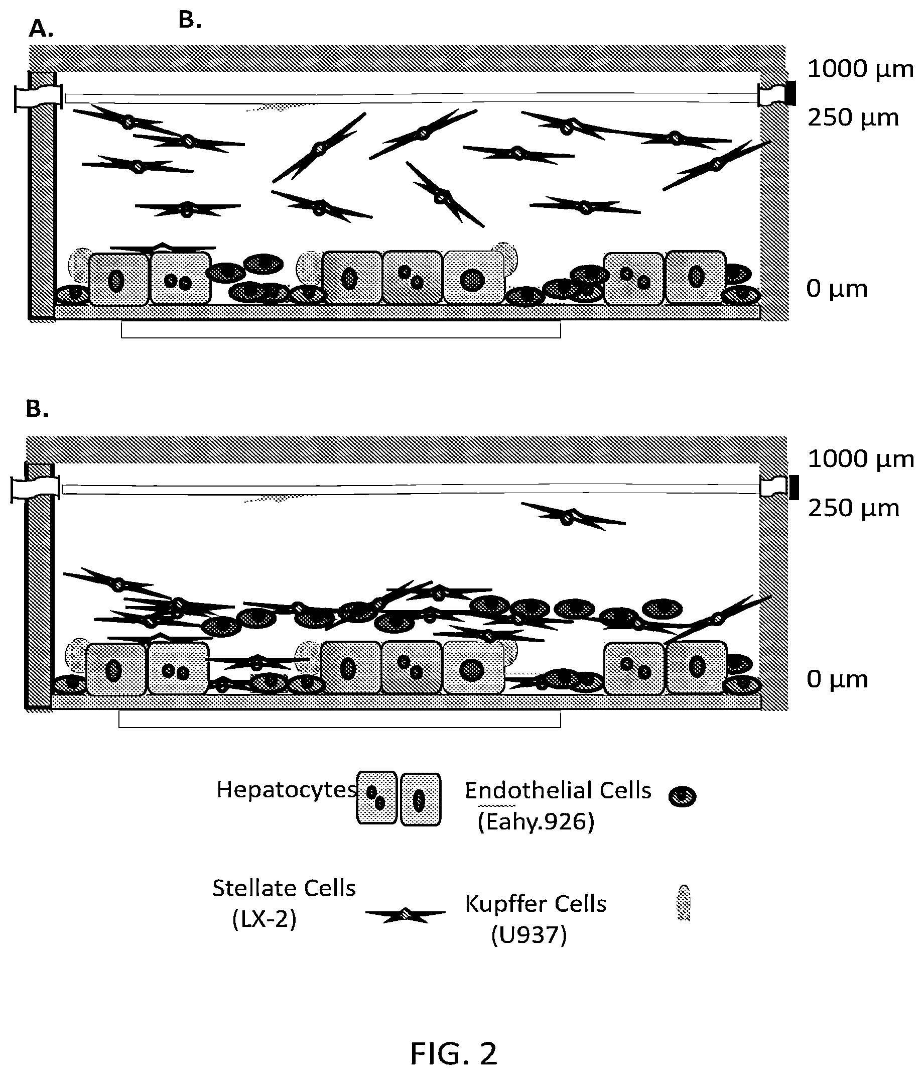 Patent US12129492 Figure 2 – Human liver microphysiology platform and self assembly liver acinus model and methods of their use